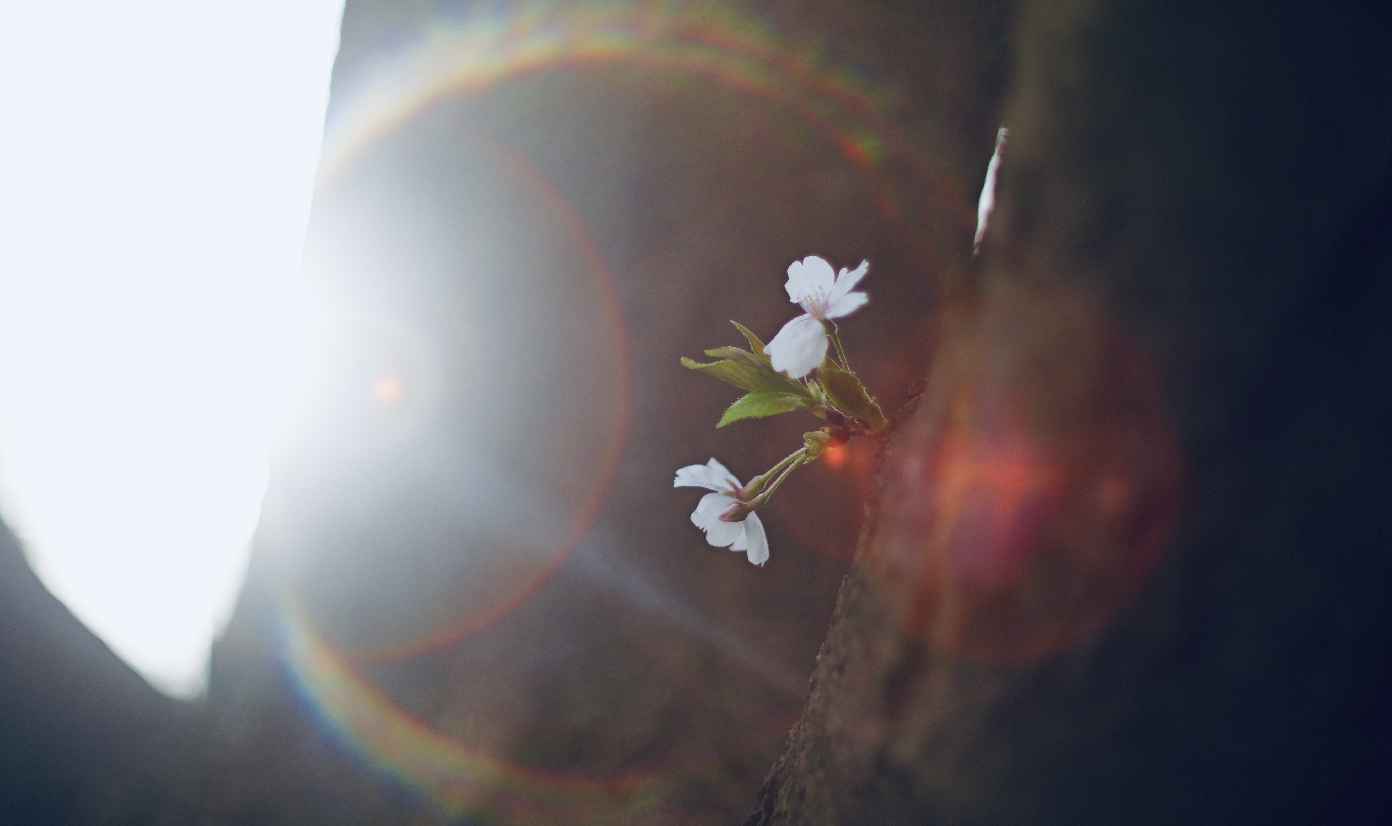 みんな大好きSuper Takumarで桜を撮る（素人がプロになるための260週の