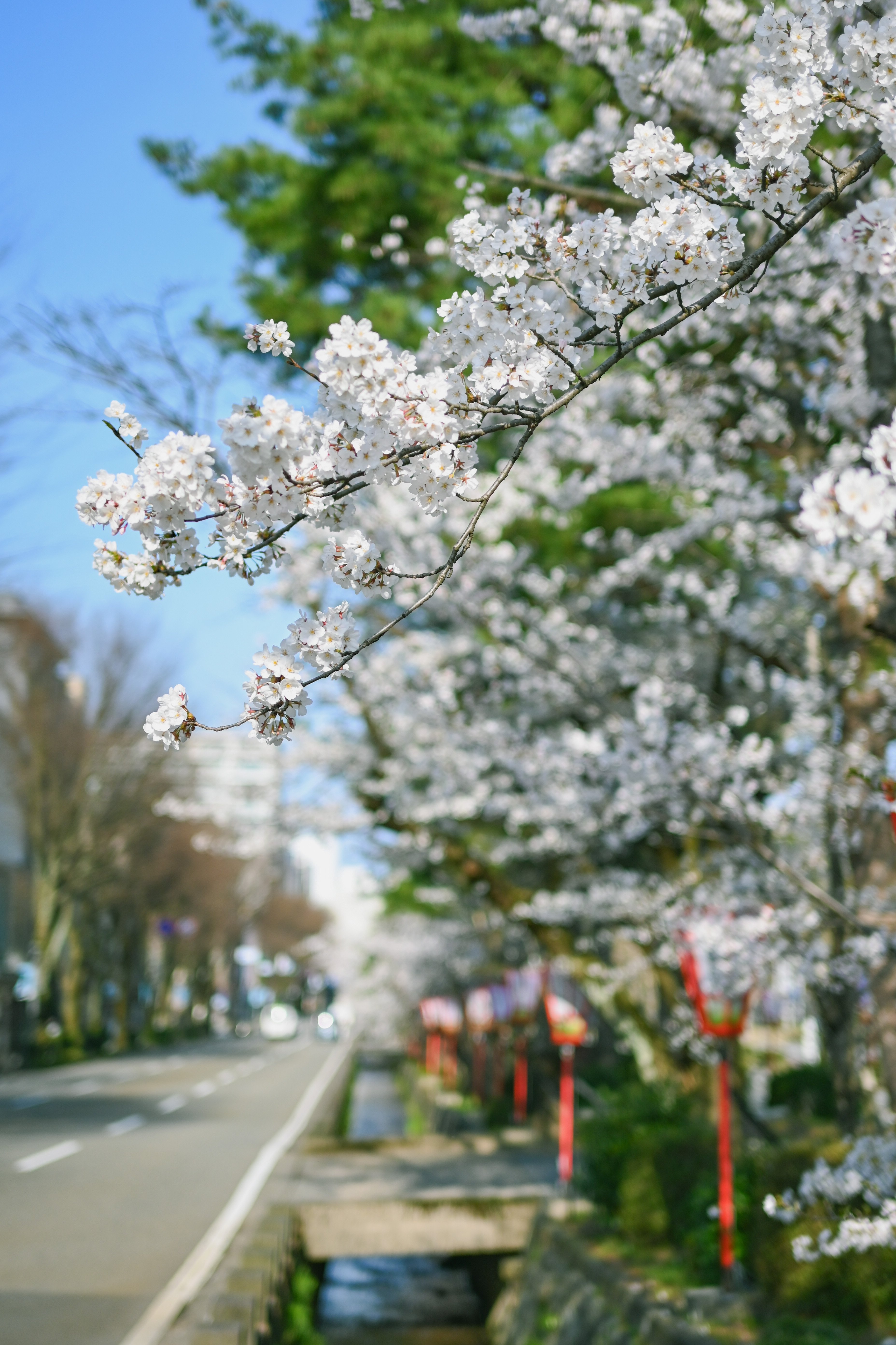 Nikon Z fc】今年も桜の時期が｜もんぶらん