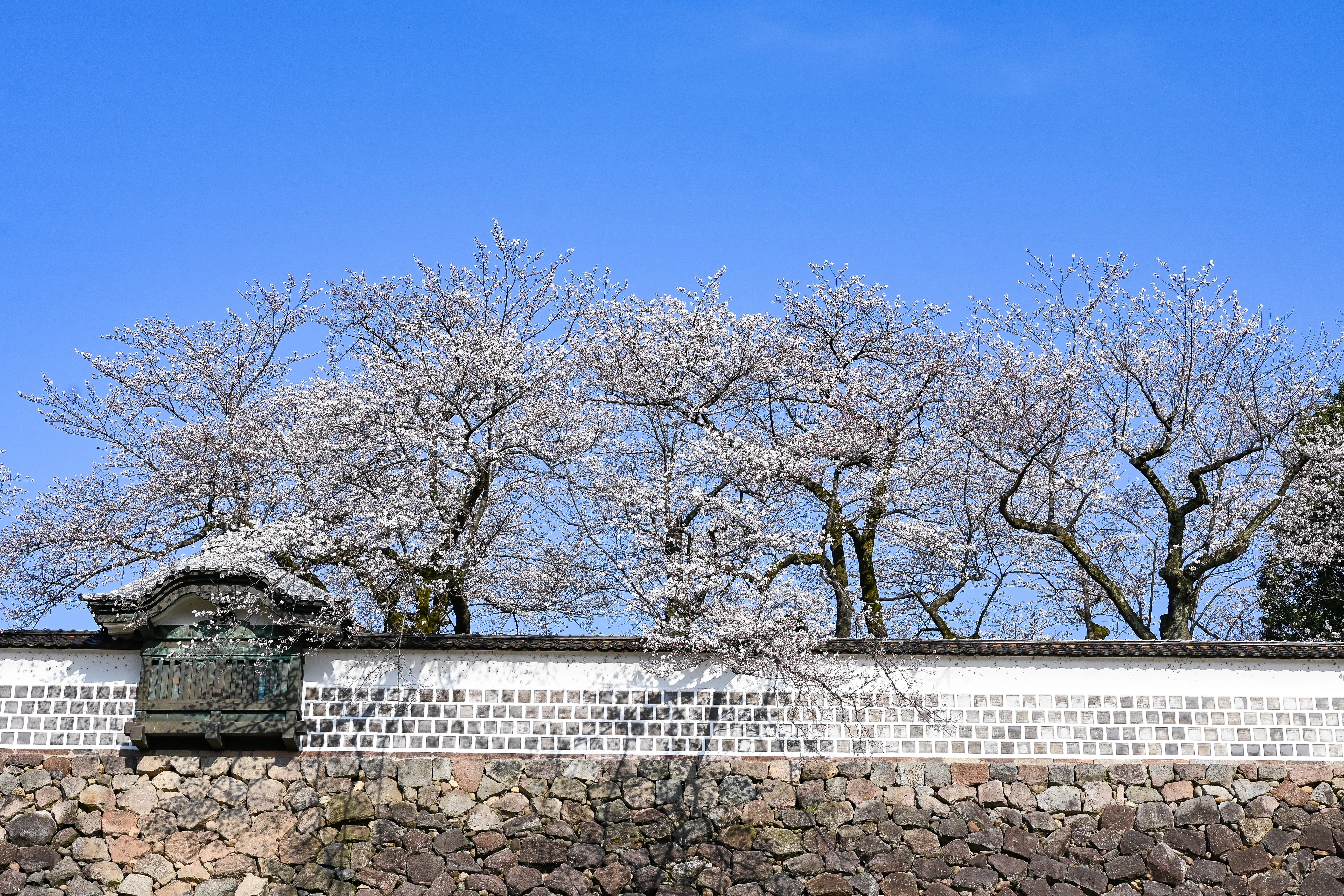 Nikon Z fc】今年も桜の時期が｜もんぶらん