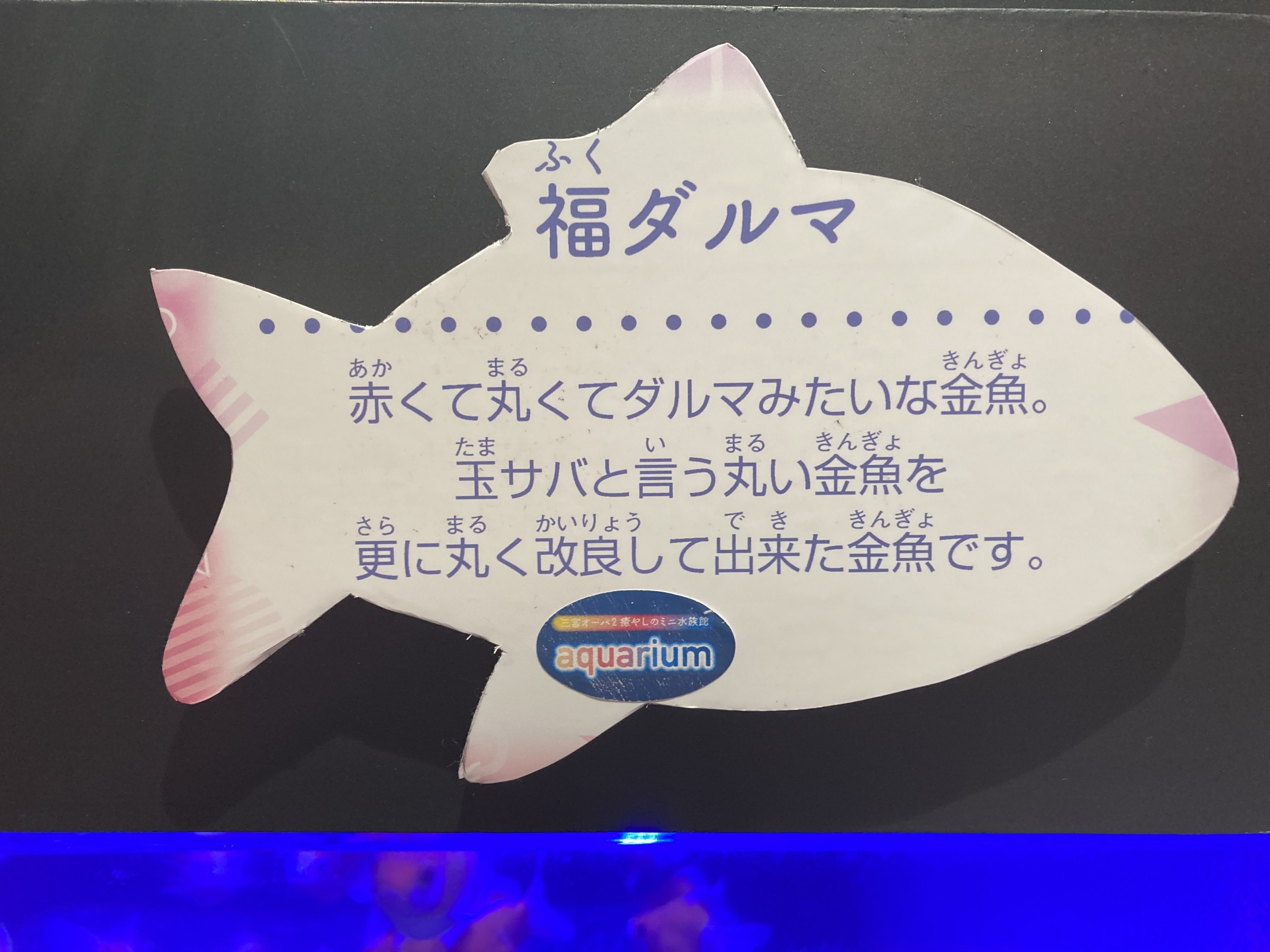 金魚が舞い踊る！｜tama：いきいきした写真を撮れる旅作家になる！