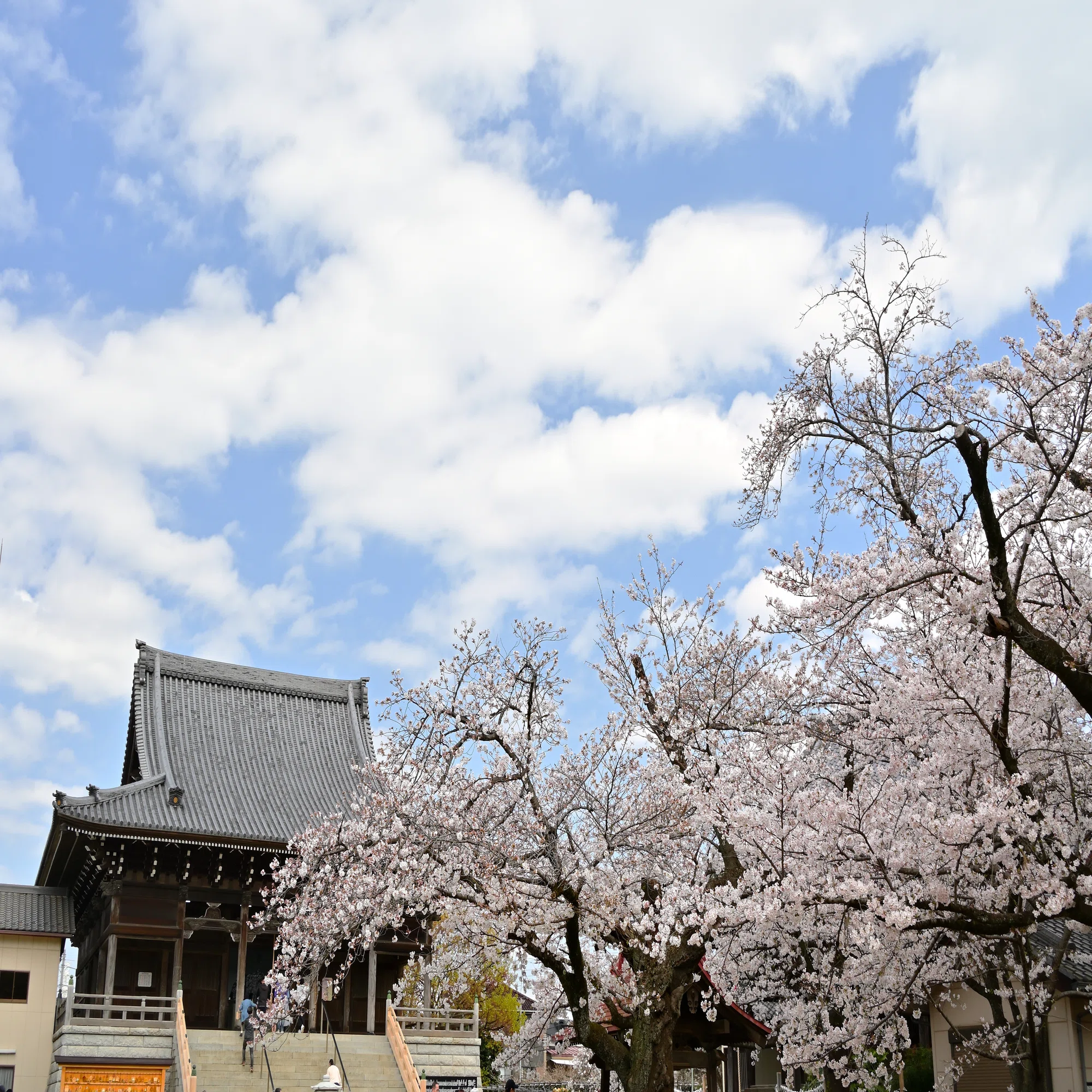 Nikon Z fc】はじめての桜撮影～やっぱり桜は難しい｜Mits Kaneko