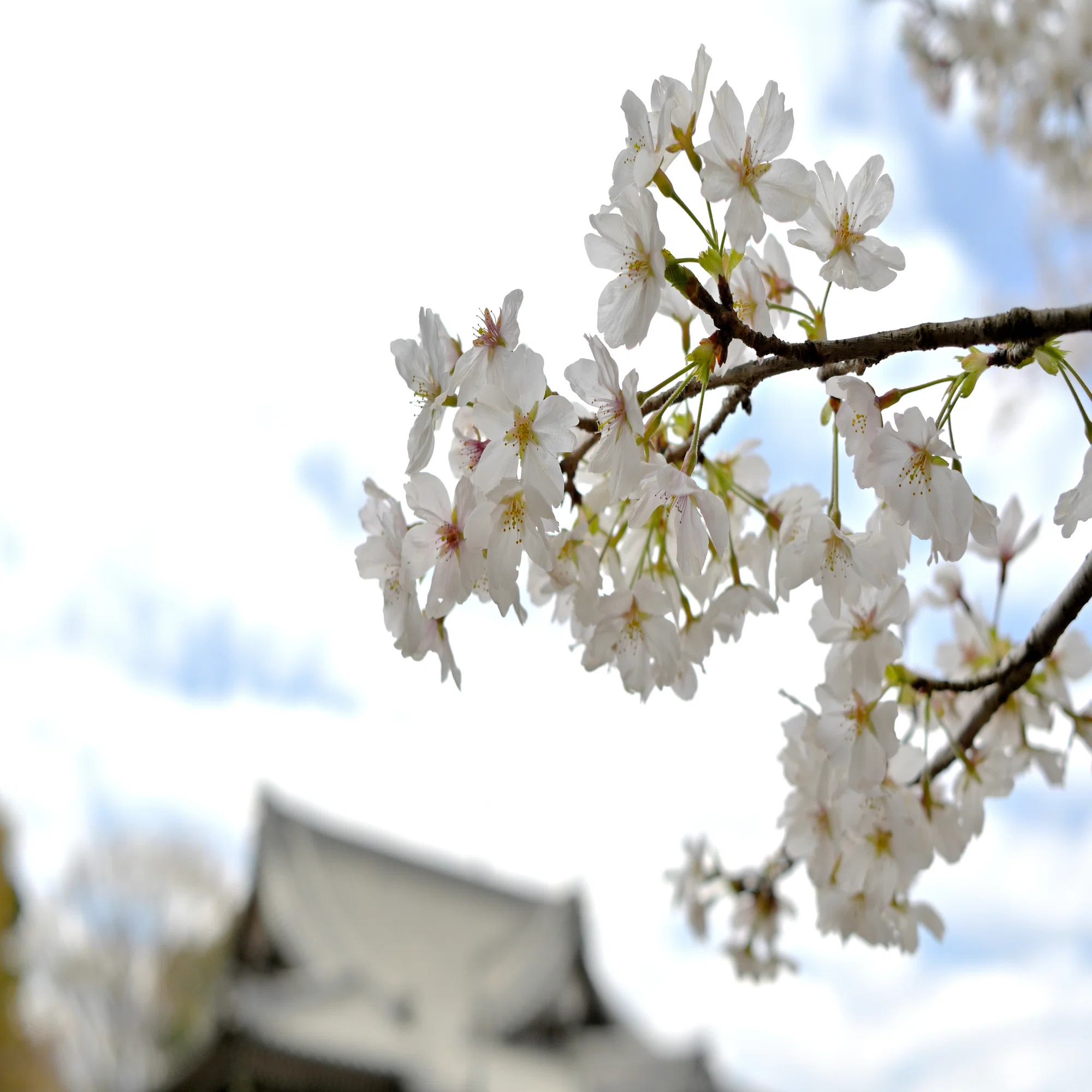 Nikon Z fc】はじめての桜撮影～やっぱり桜は難しい｜Mits Kaneko