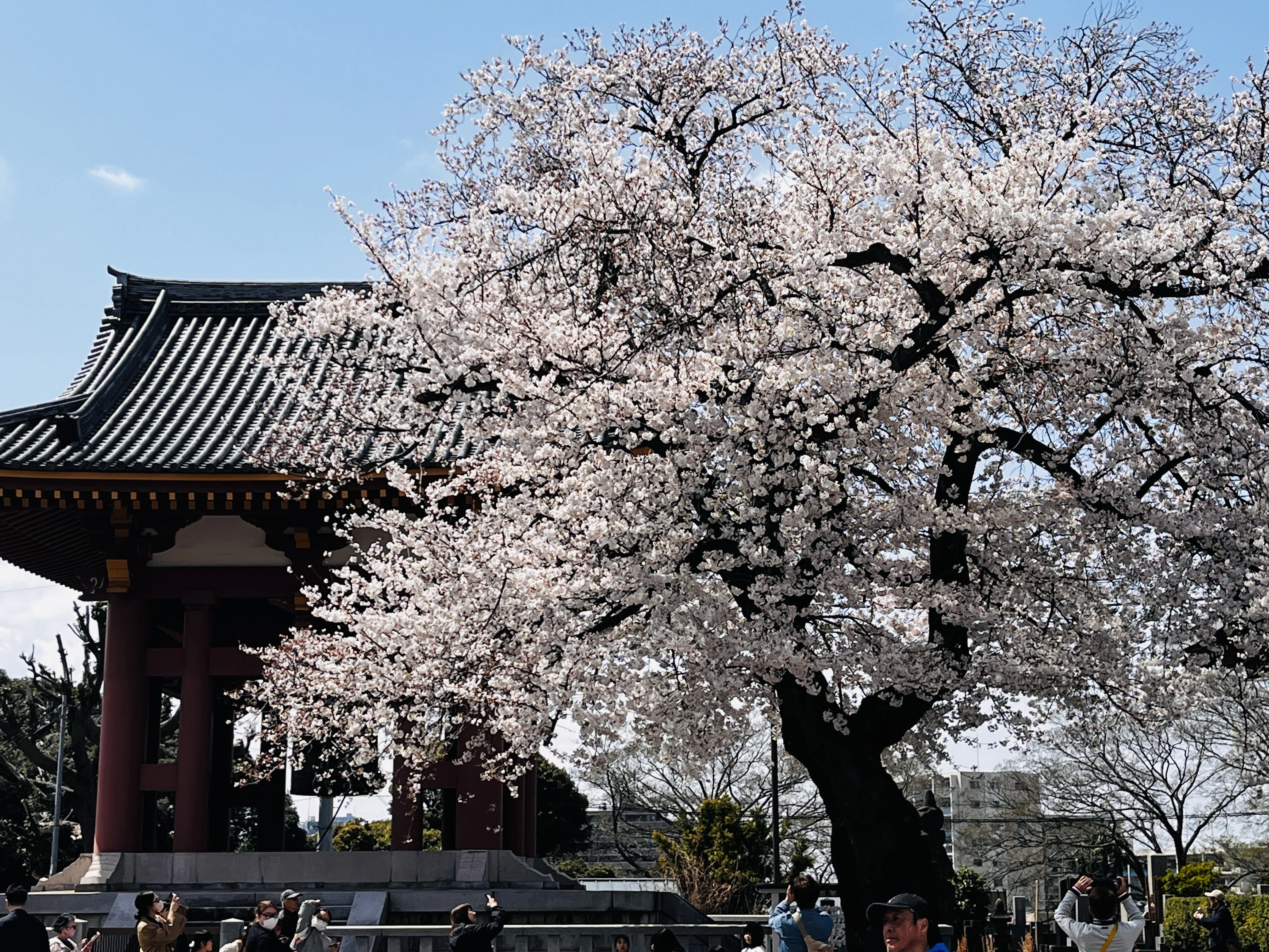 お花見散歩 池上本門寺春まつり〜馬込桜並木〜洗足池｜彩花サトコ
