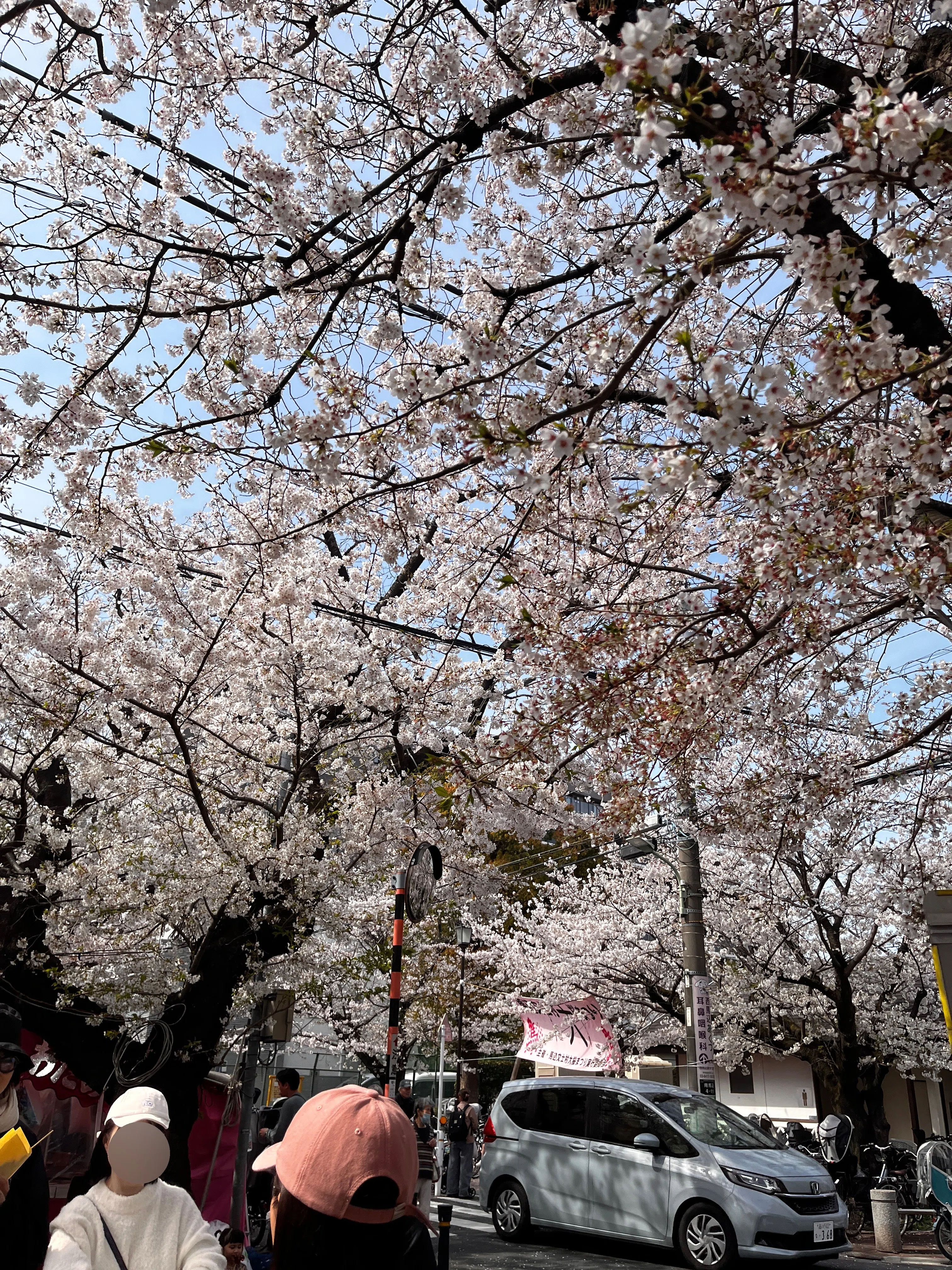 お花見散歩 池上本門寺春まつり〜馬込桜並木〜洗足池｜彩花サトコ