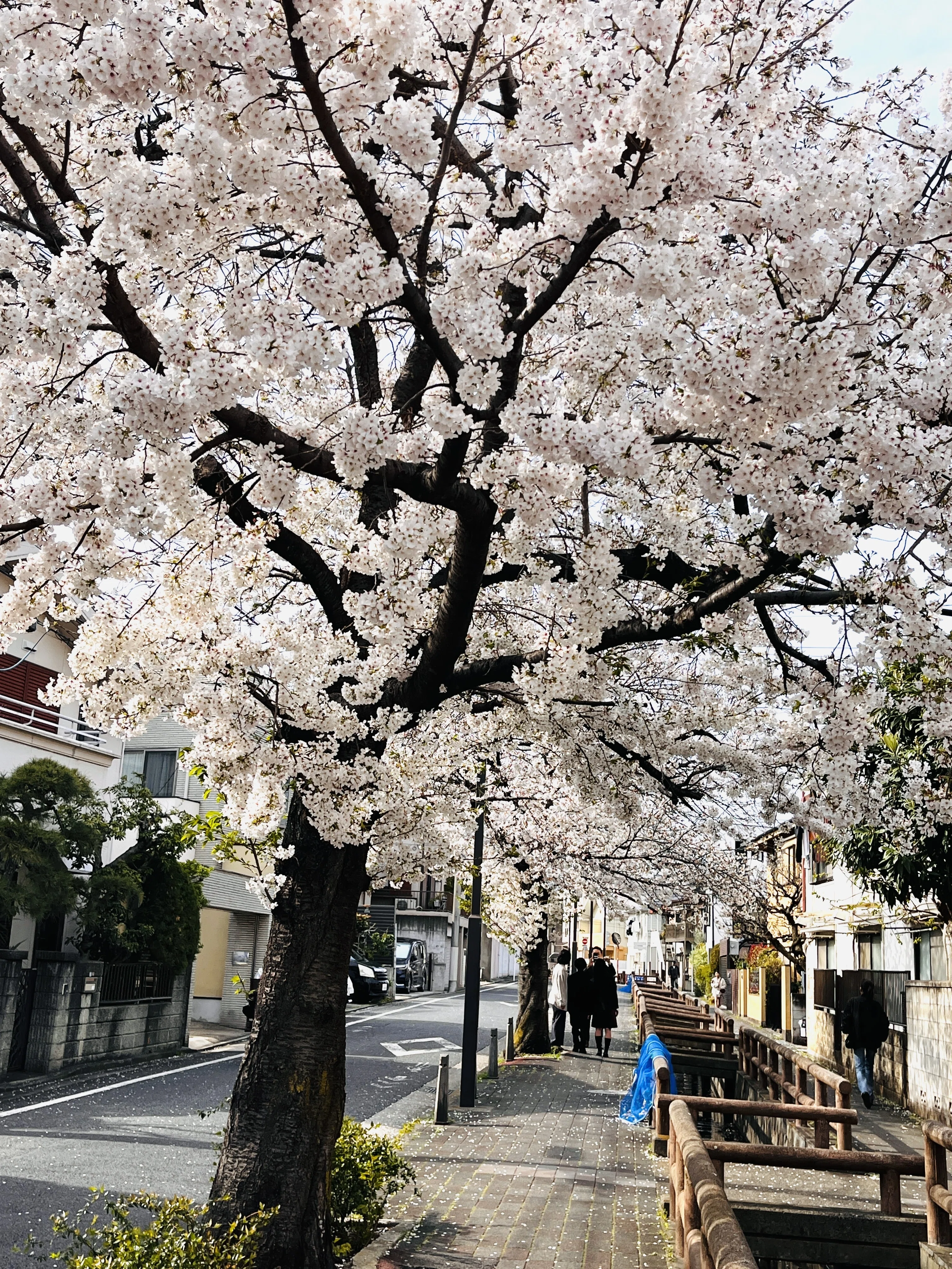 お花見散歩 池上本門寺春まつり〜馬込桜並木〜洗足池｜彩花サトコ