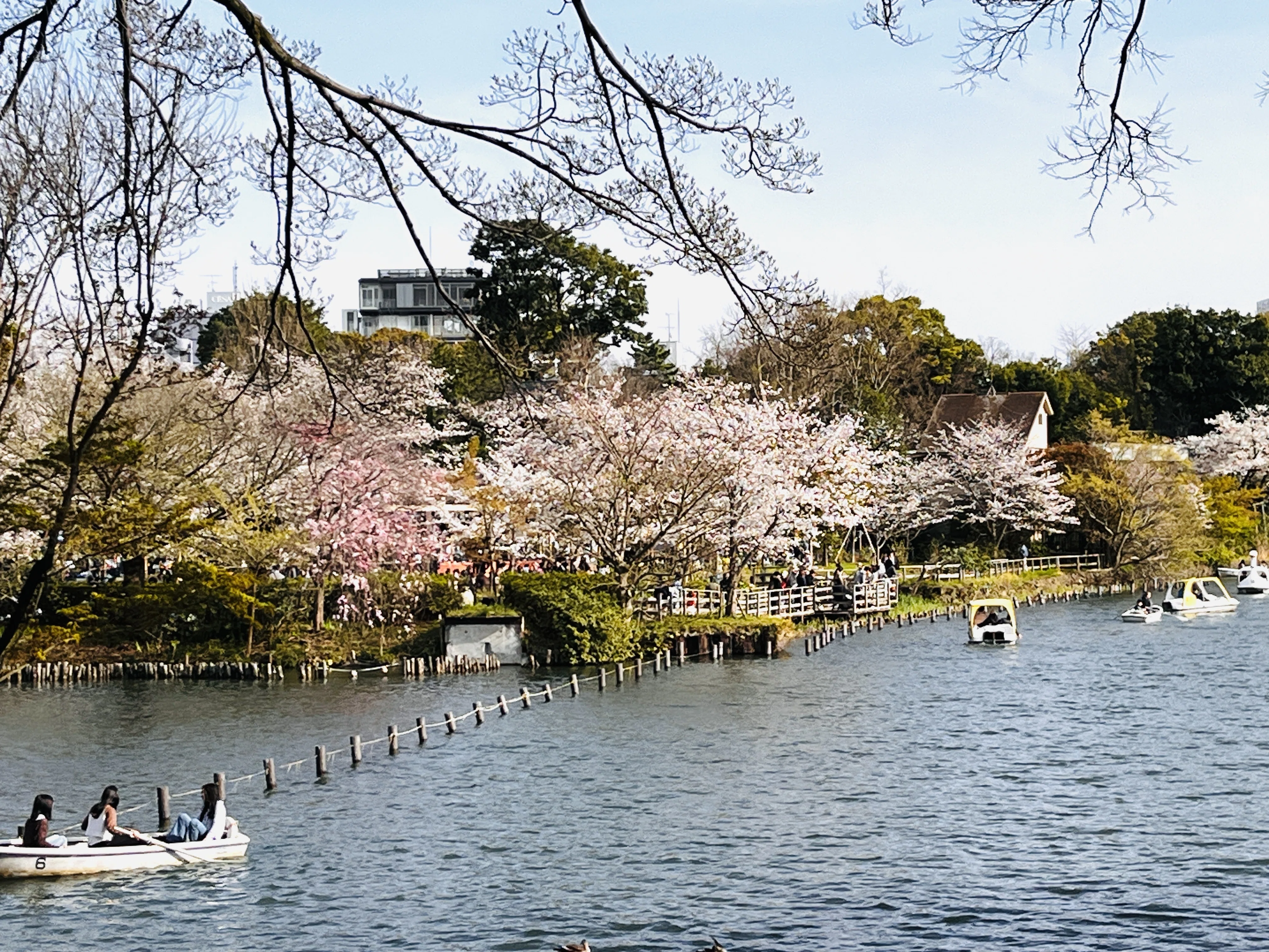 お花見散歩 池上本門寺春まつり〜馬込桜並木〜洗足池｜彩花サトコ