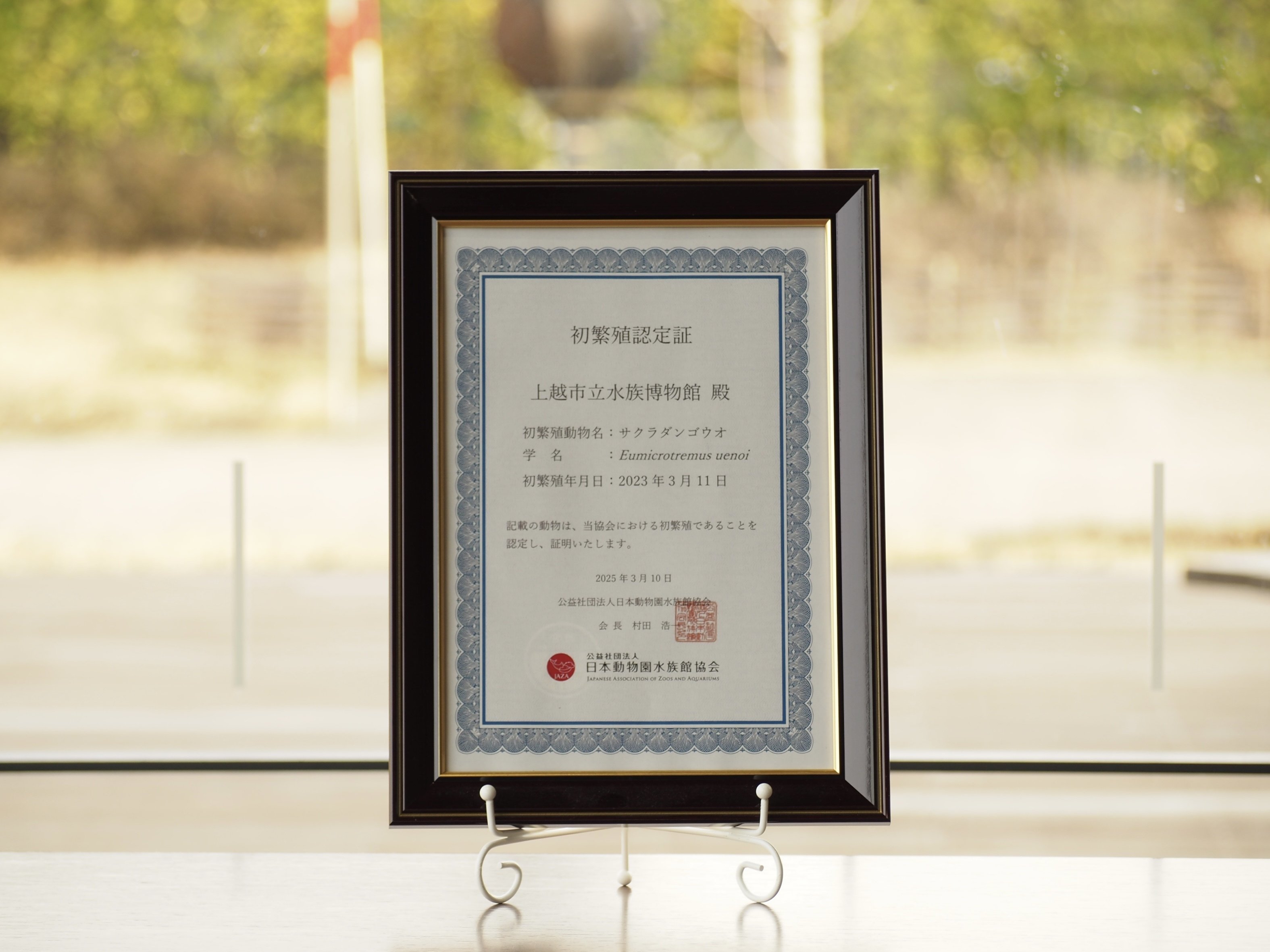 祝！初繁殖認定いただきました🍡｜上越市立水族博物館 うみがたり