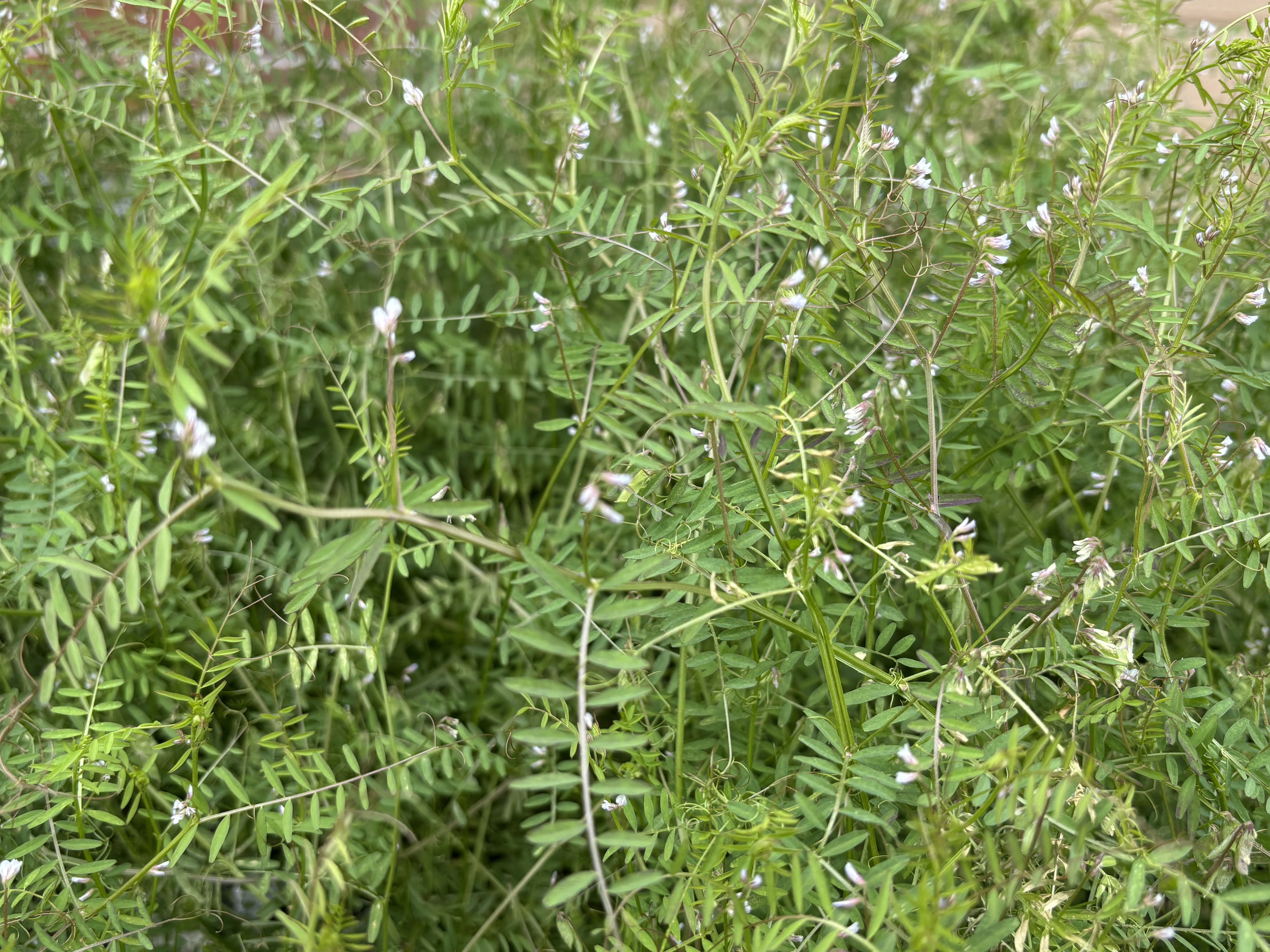 今日ときめいた春の草花327ー歩くたびに新たな発見が👍|Amachan 今日ときめいた春の草花327ー歩くたびに新たな発見が👍|Amachan