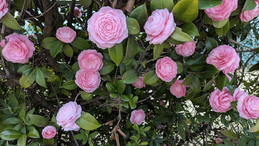 乙女椿｜町田 奈桜