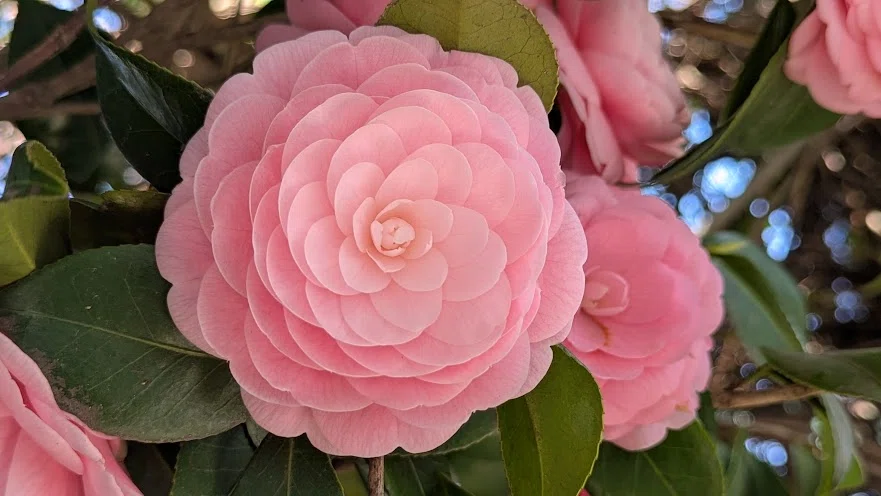 乙女椿｜町田 奈桜