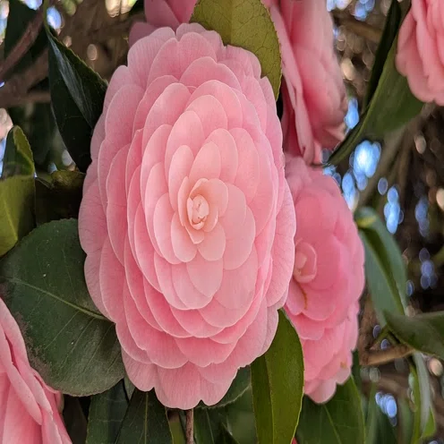 乙女椿｜町田 奈桜