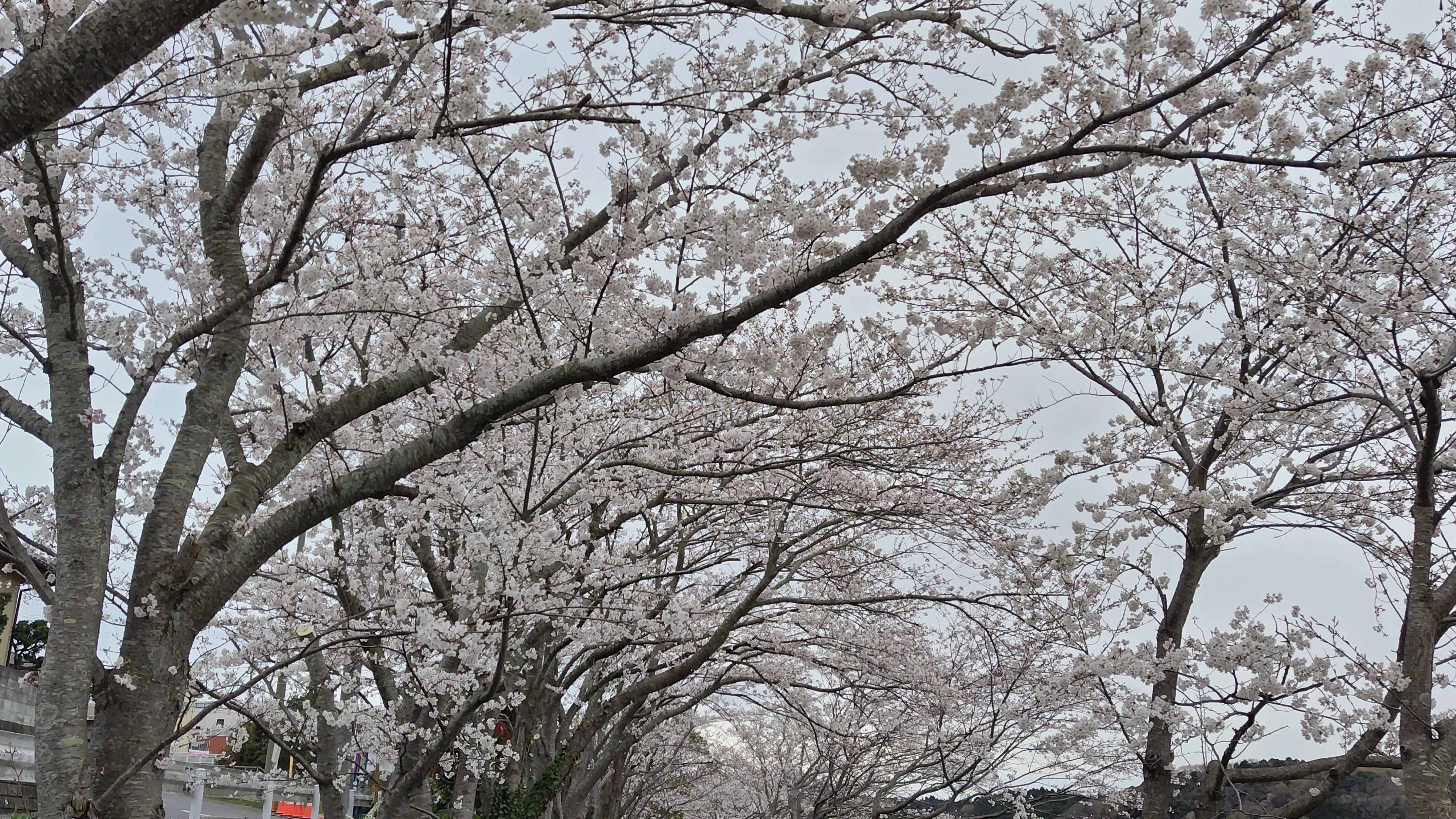 Cherry blossom viewing is eighty percent in bloom. And history