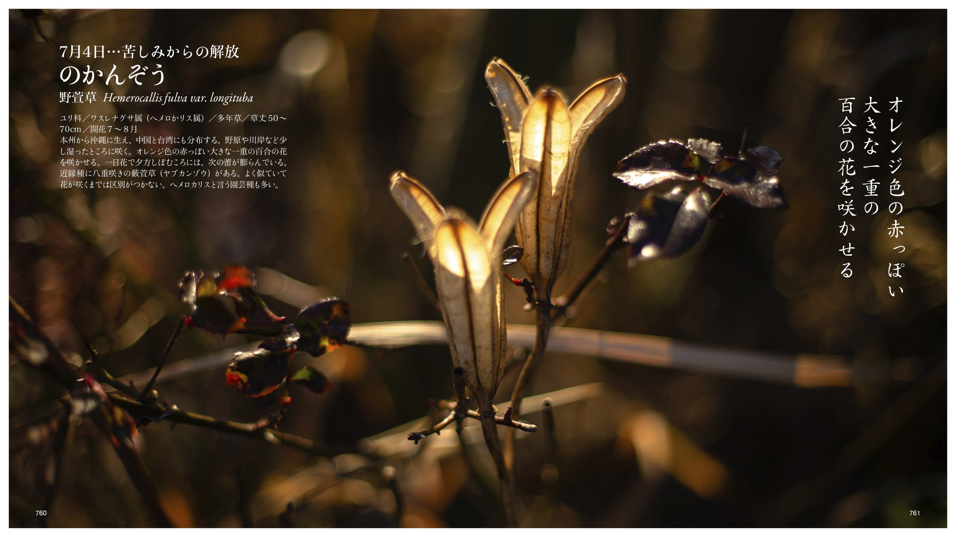 kirkxxx1 未草５種類セット◌。˚✩（開花間近 若苗&春発芽幼苗） 7月4日…苦しみからの解放｜taku