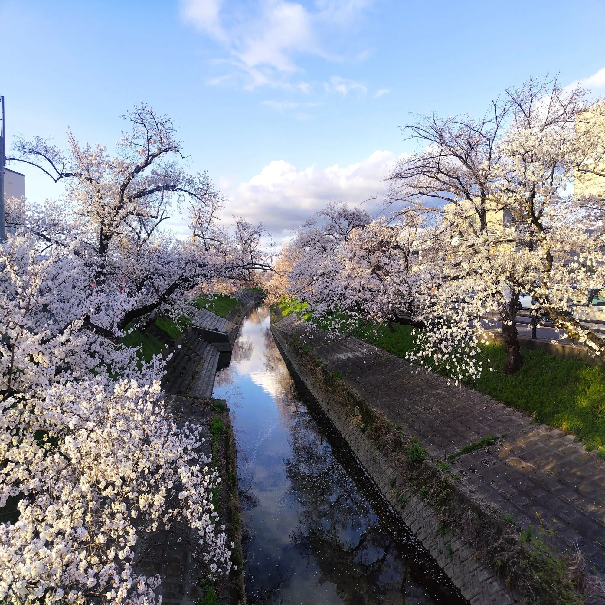 高田 千本 桜