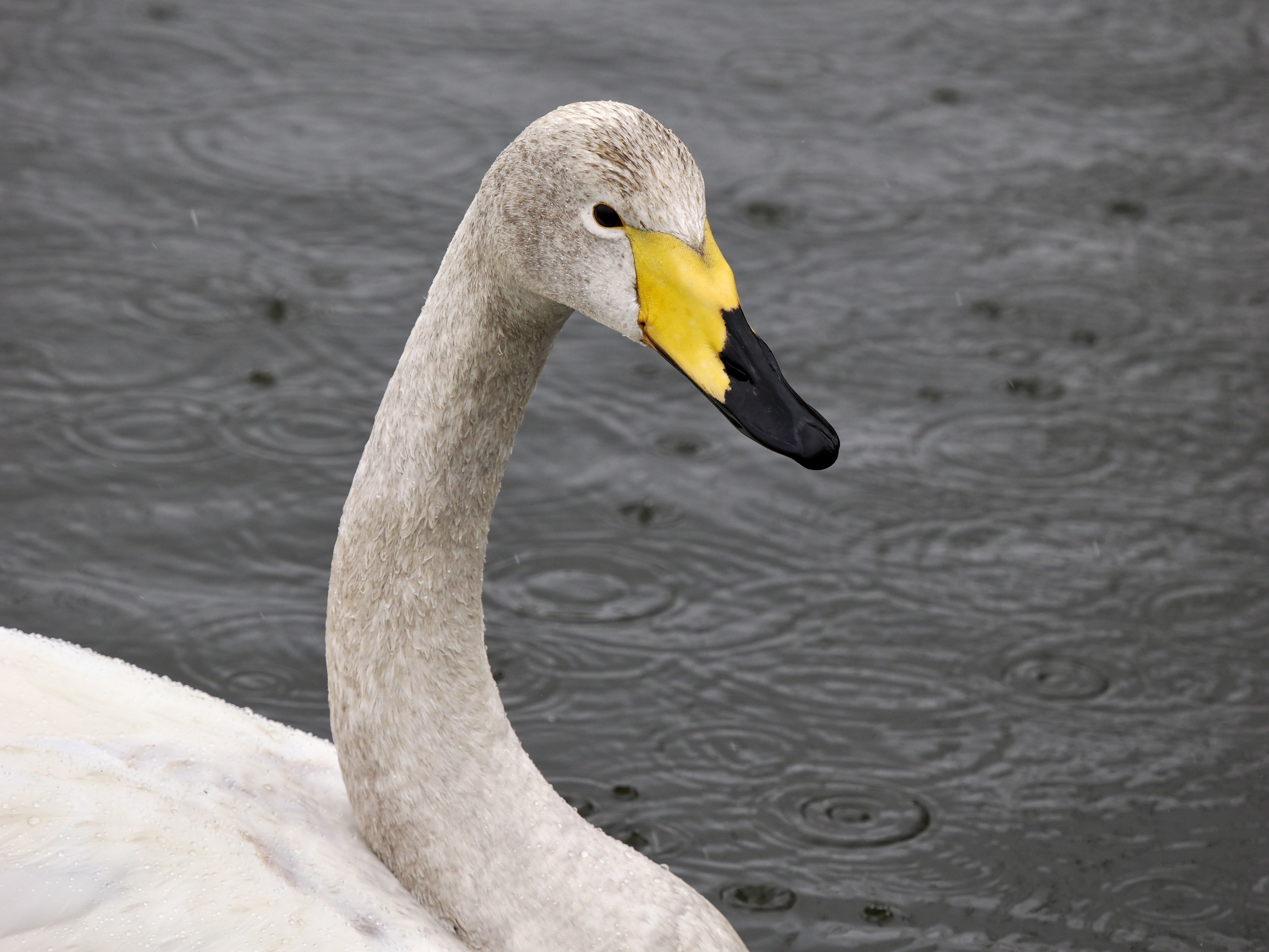白鳥 雨に濡れる優雅な白鳥の姿に感激の野鳥撮影！（OM SYSTEM OM-1Ⅱ/M