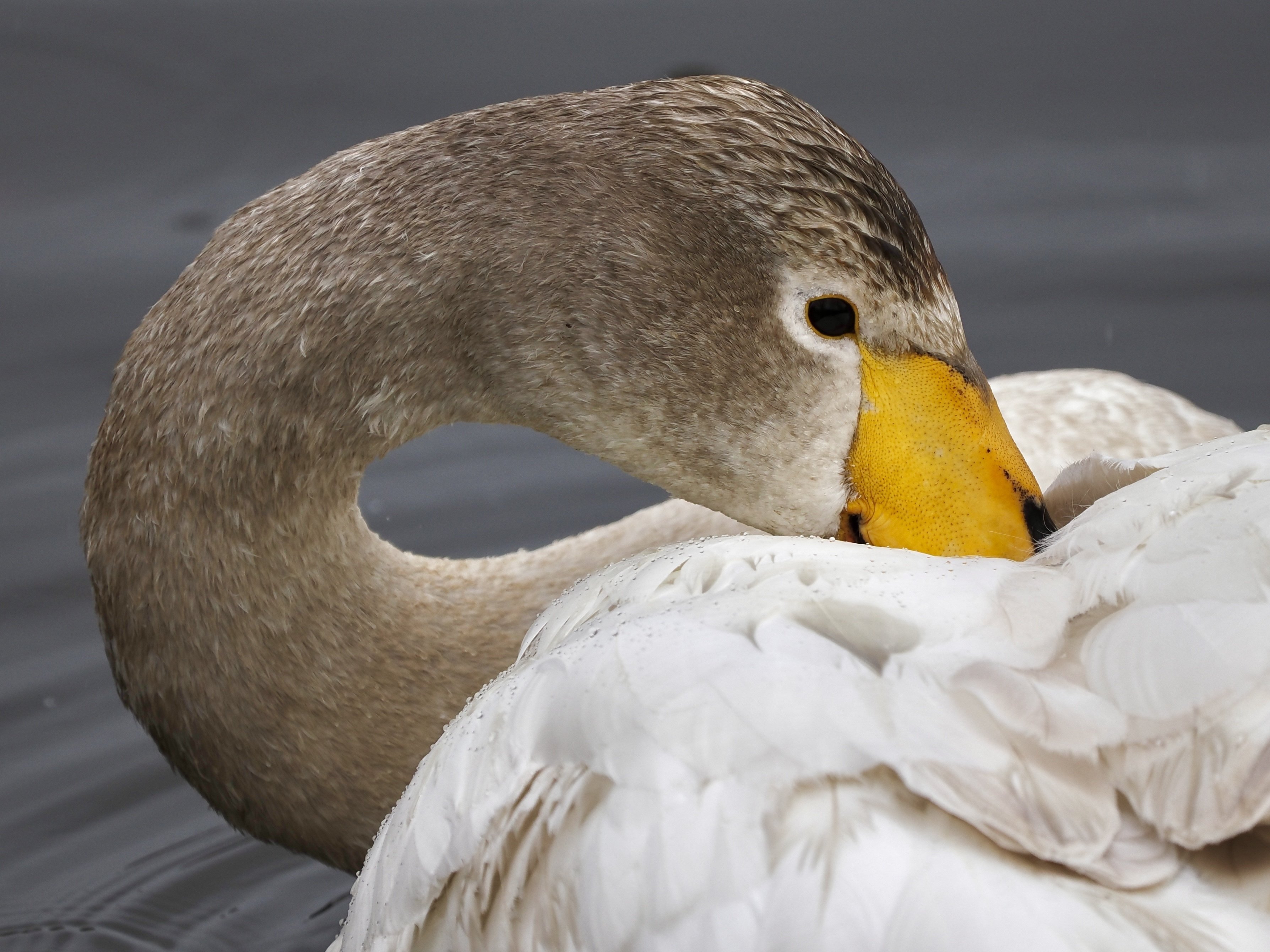 白鳥 Lisa Larson / リサラーソン】 スワン 白鳥 《Jie keramik》 | s