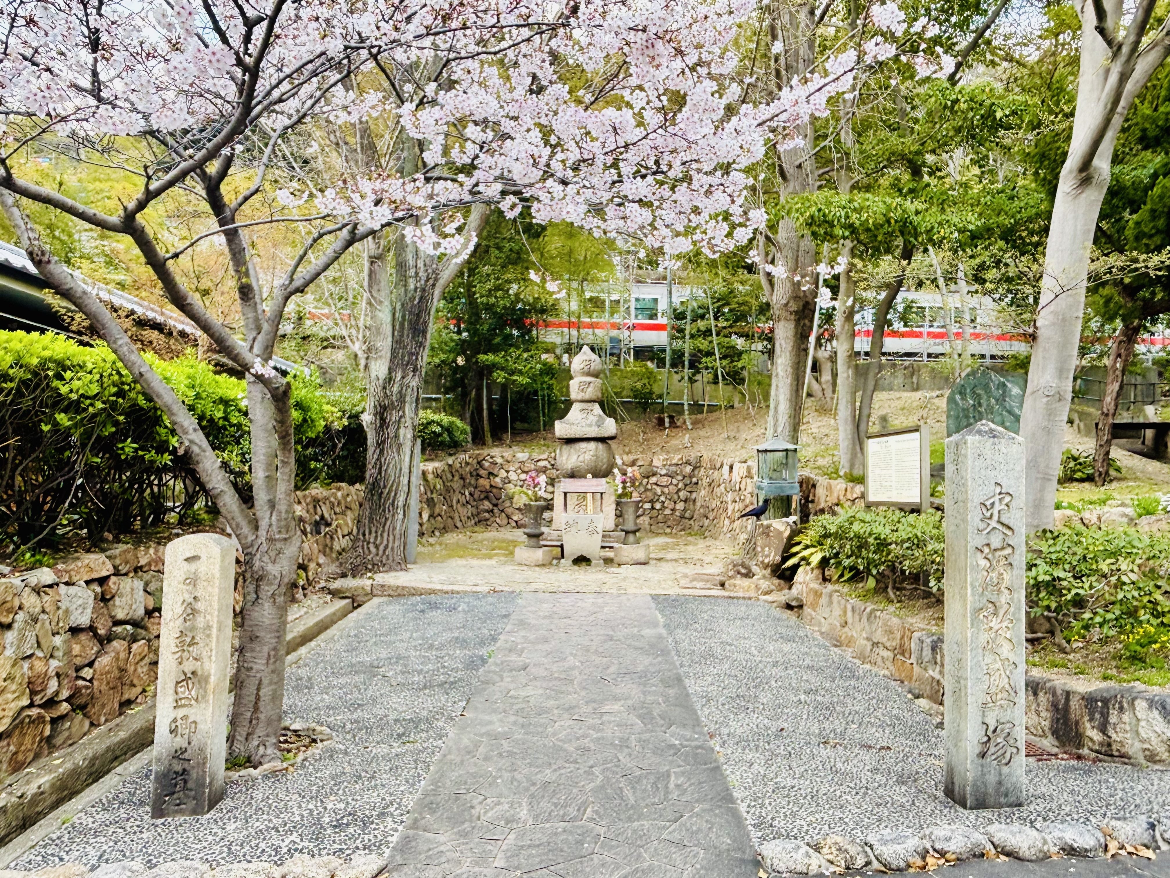 敦盛桜を観に須磨へ 須磨浦公園で｜主婦の肩書きだけあるる