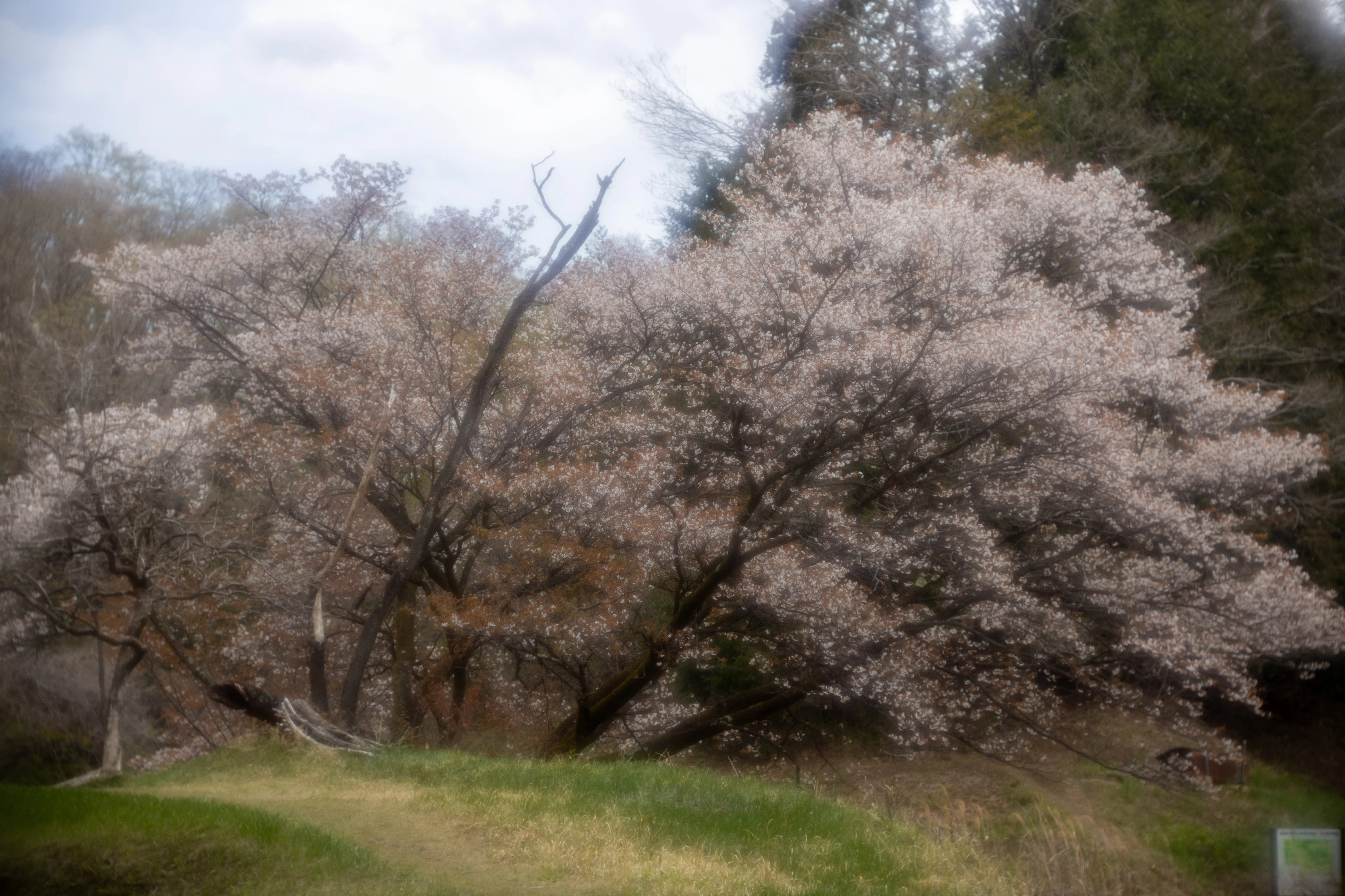 五反田谷戸の畔桜2025｜teru