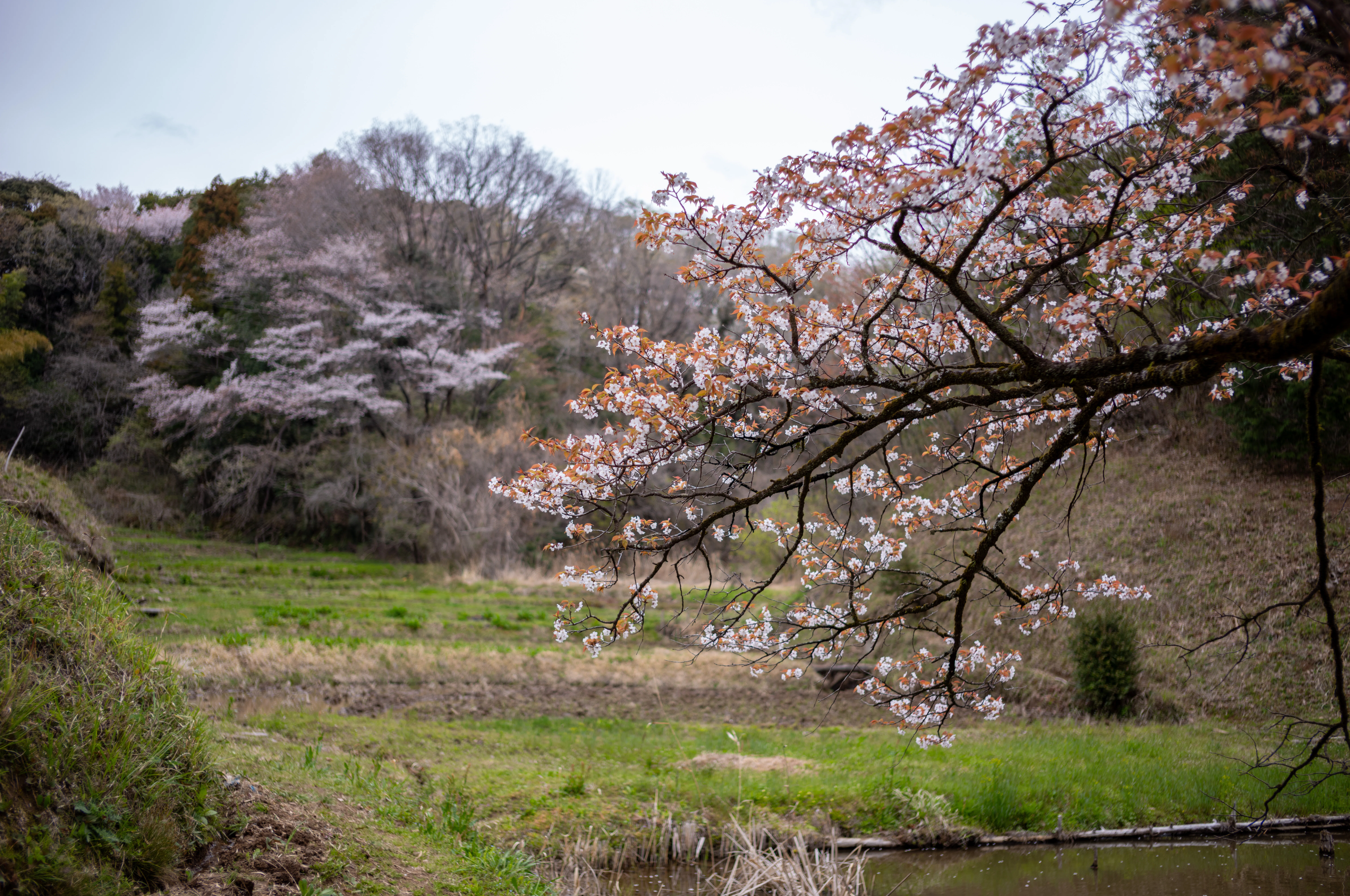 五反田谷戸の畔桜2025｜teru