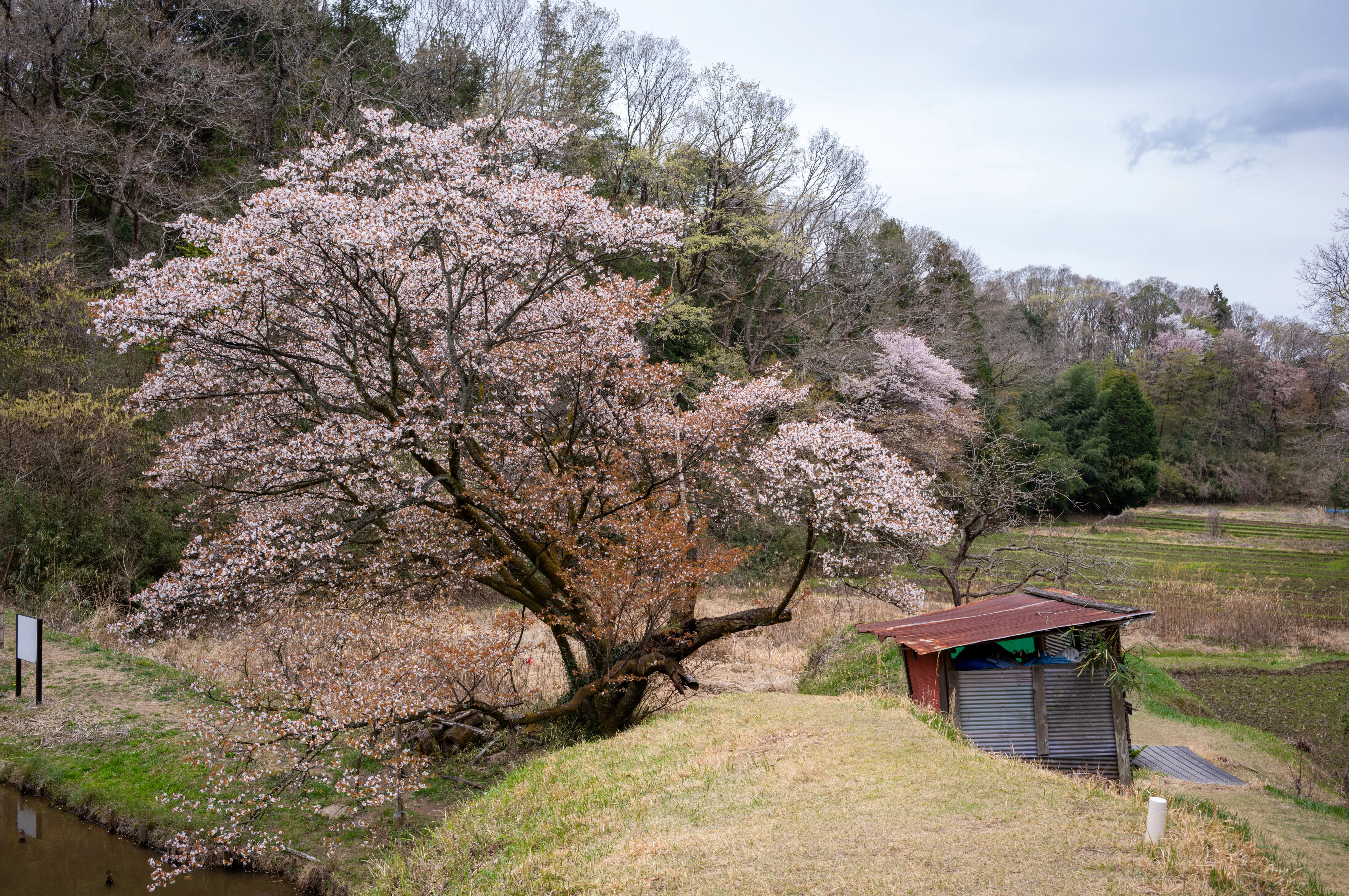 五反田谷戸の畔桜2025｜teru