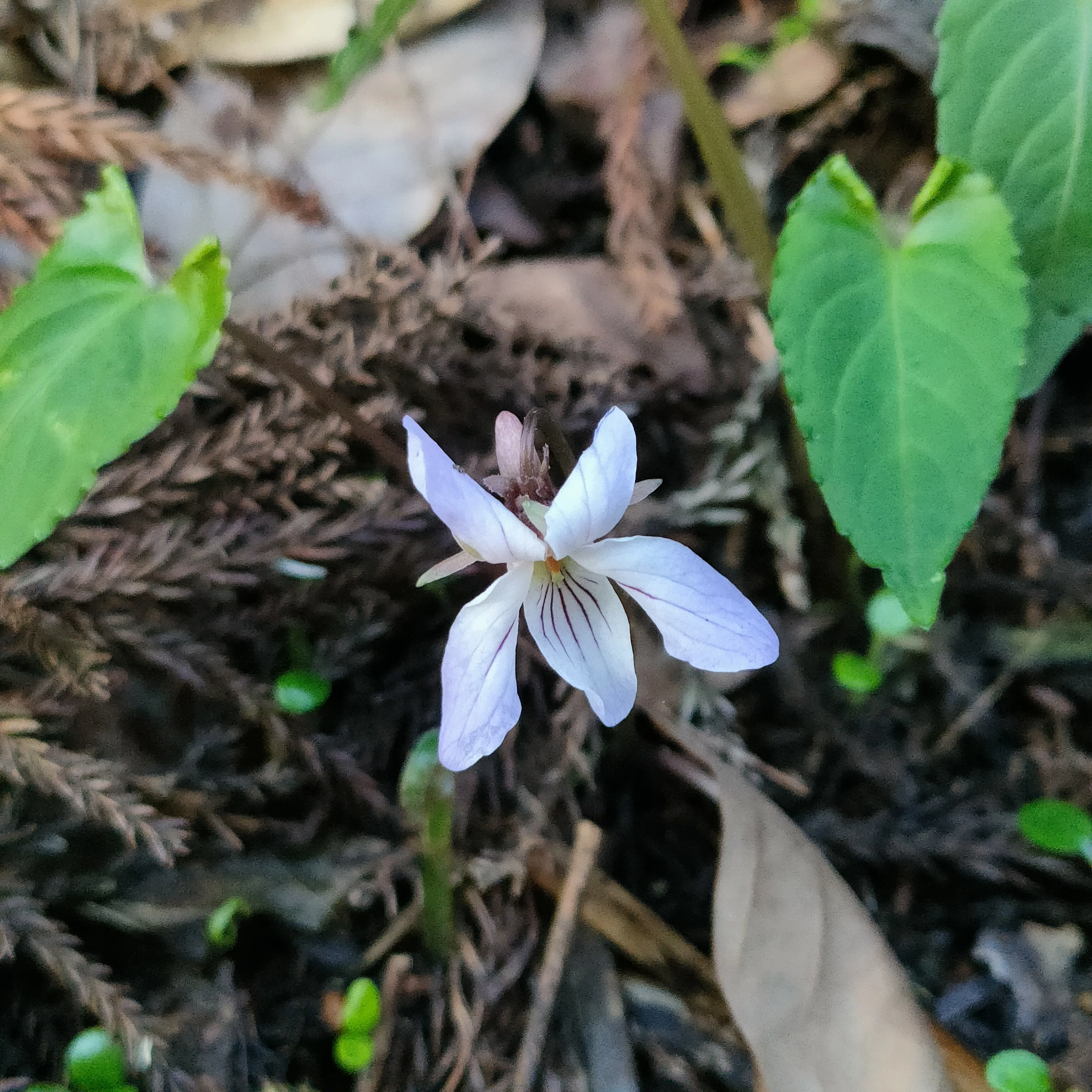 高尾山の行く花、来る花（今日のお花たち その70）｜眠り猫