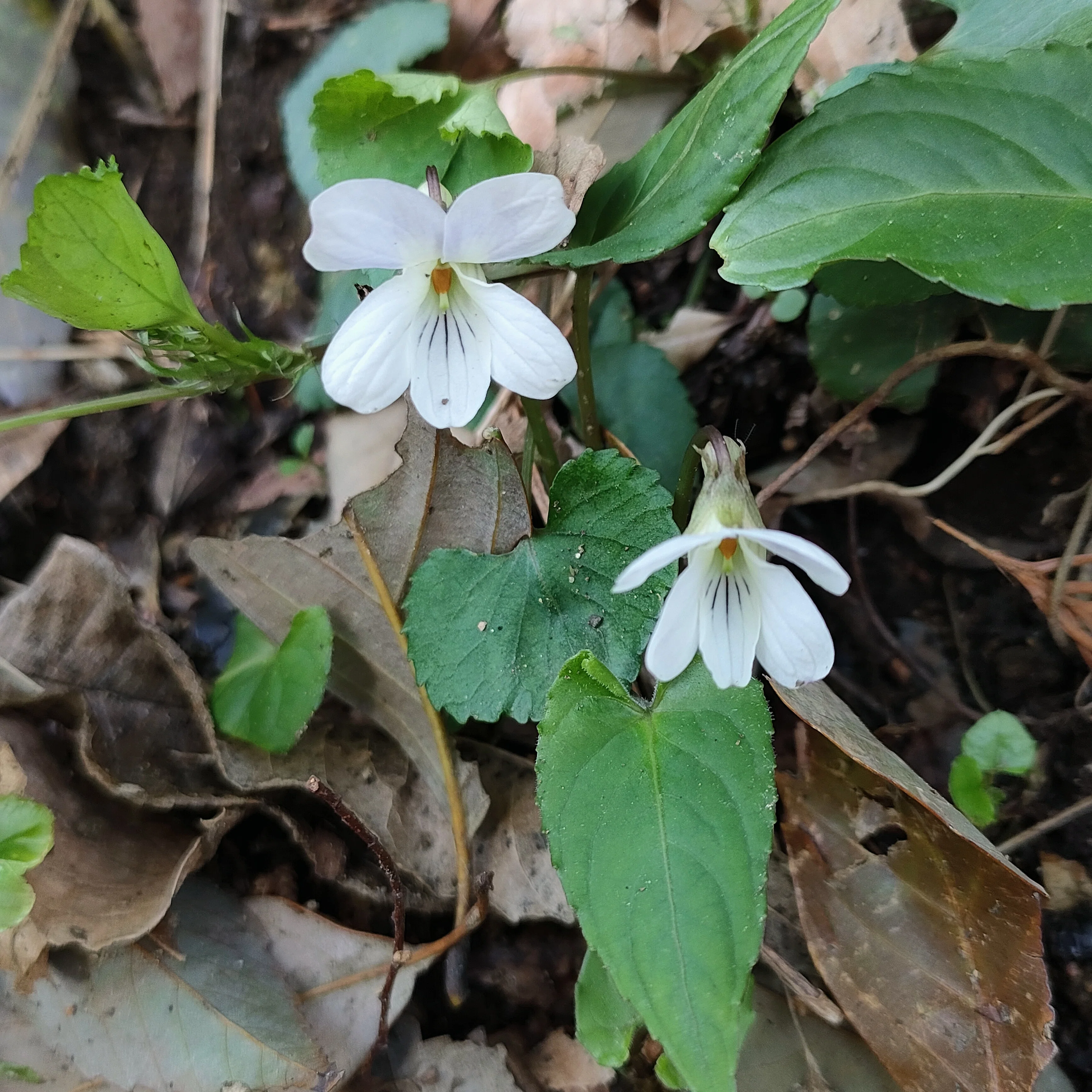 高尾山の行く花、来る花（今日のお花たち その70）｜眠り猫