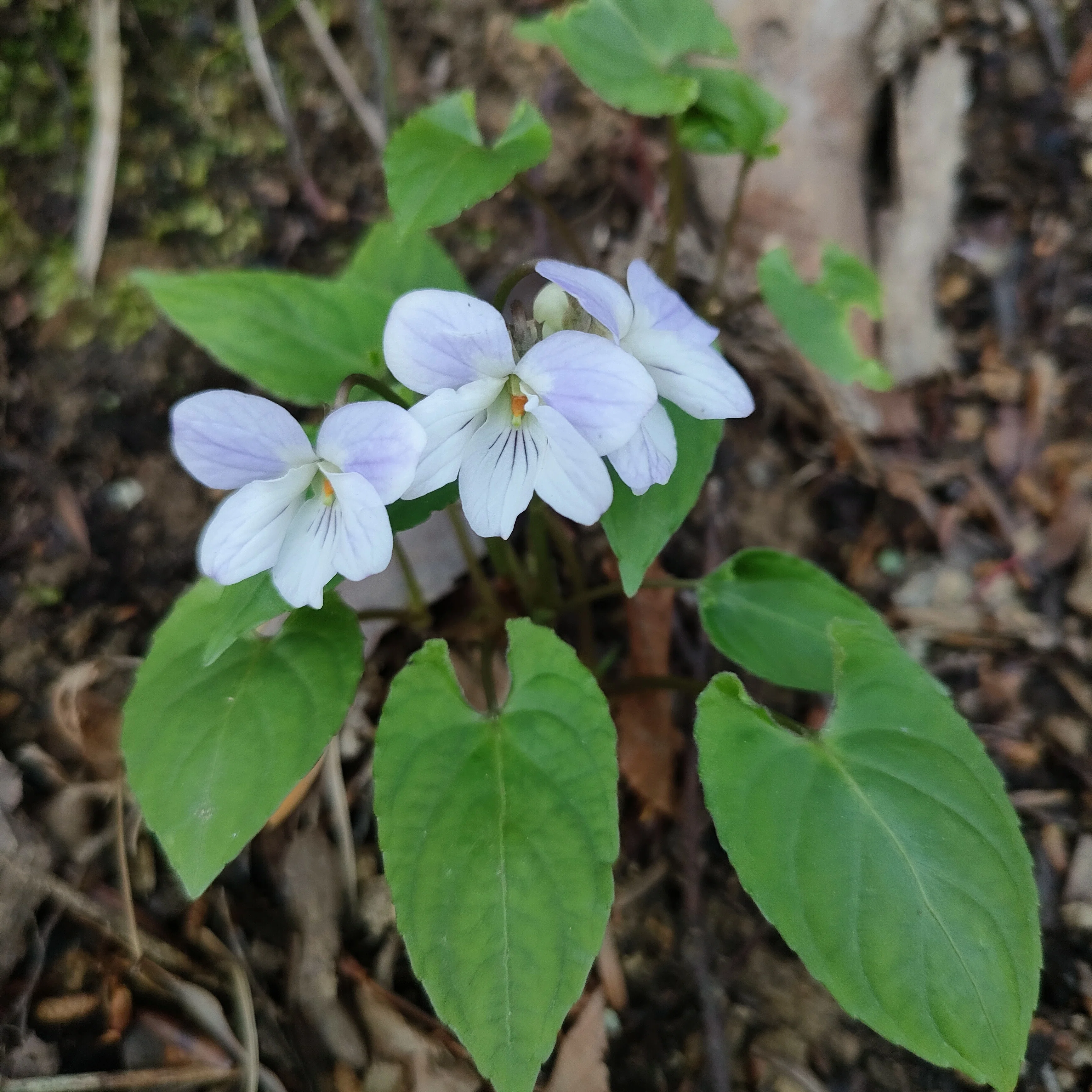 高尾山の行く花、来る花（今日のお花たち その70）｜眠り猫