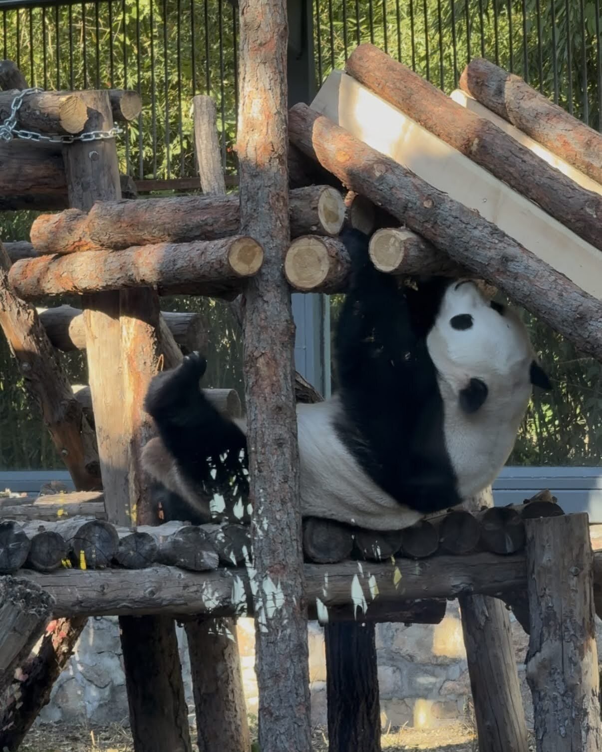 1mぐらい 北京 パンダの敷物 中国 昭和 パンダ ラグ 姿 敷物