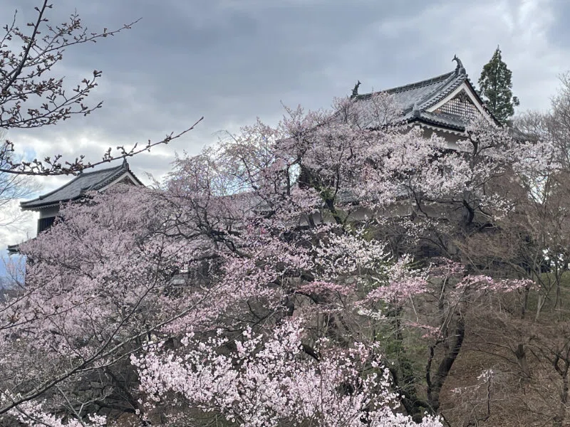 上田】2025千本桜まつり・その1 延々屋台めぐり｜坂井のどか