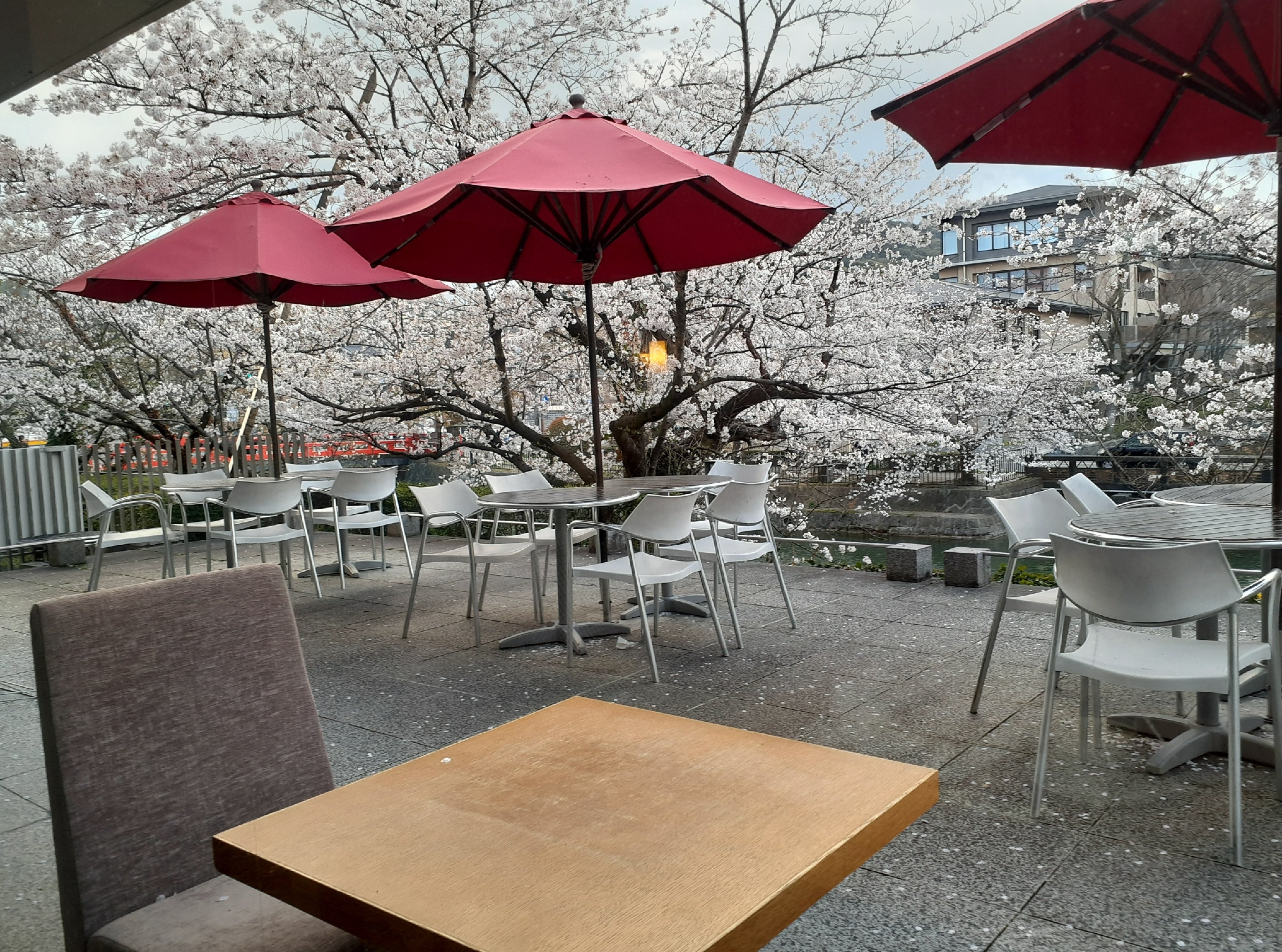 若きポーランド［色彩と魂の詩1890-1918］展と京都岡崎の桜｜吉祥旦