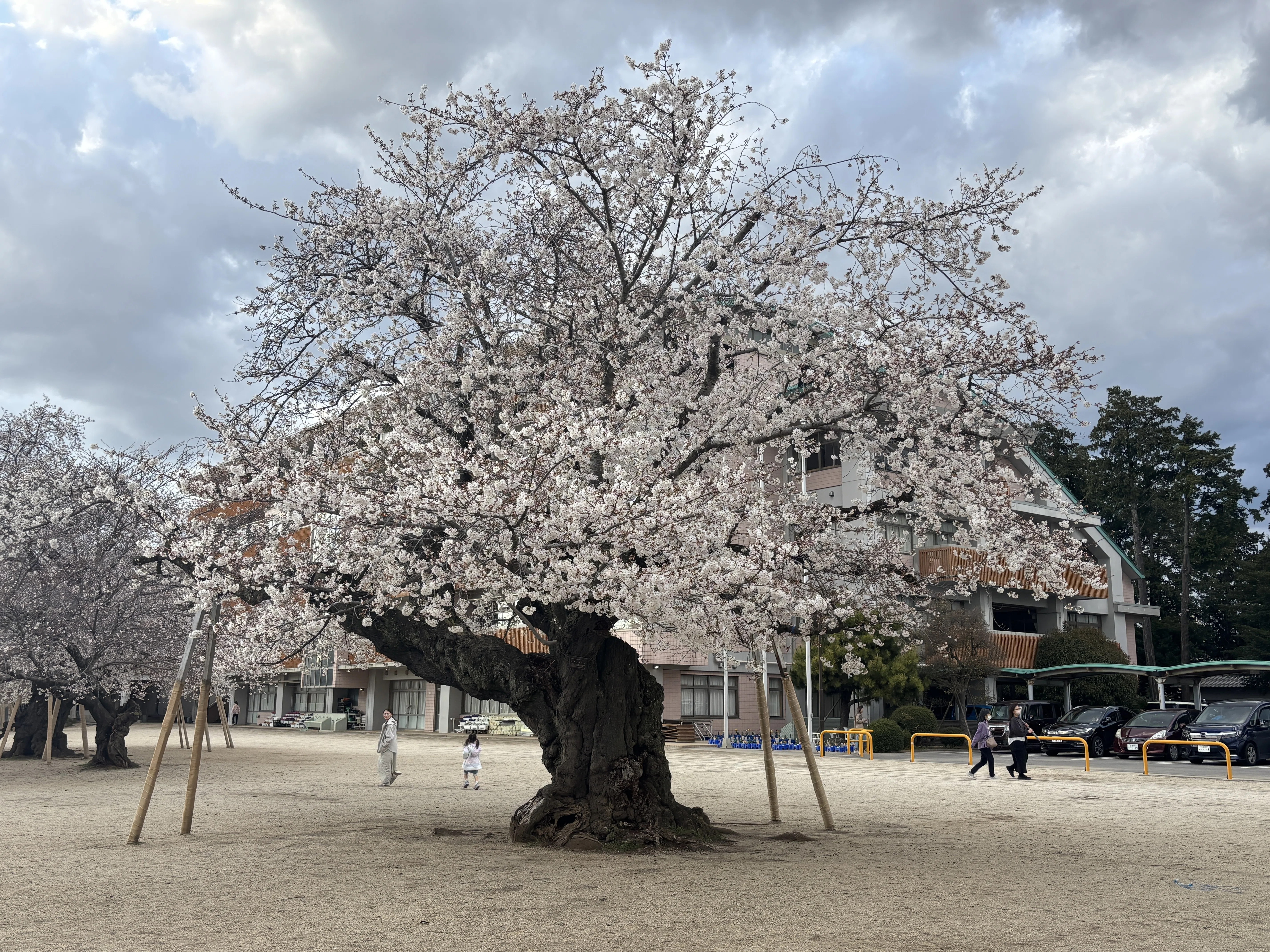 2025 旅日記①真鍋の桜を見てきたよ｜ろーず