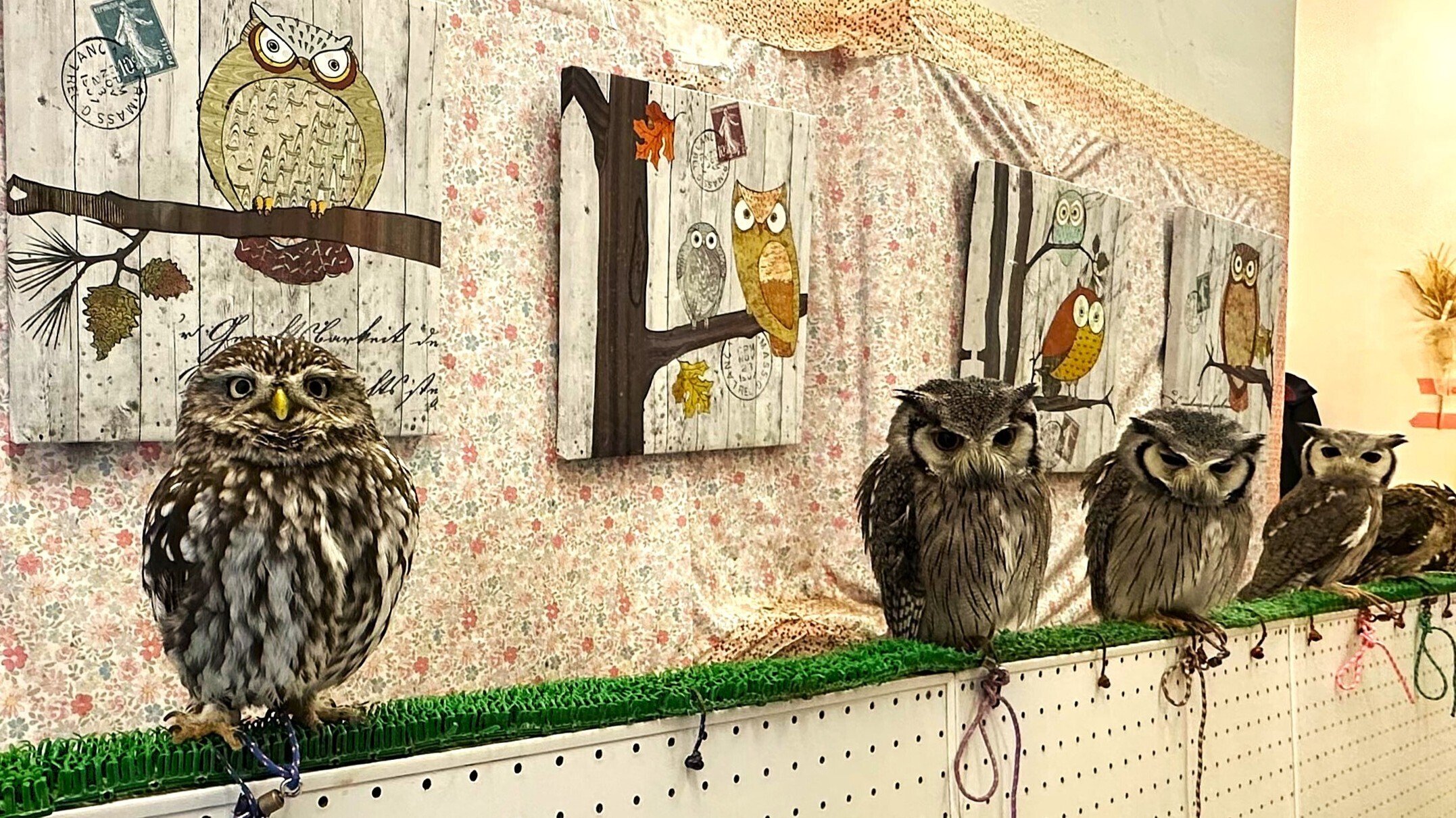 月島】フクロウと遊べる話題のカフェに行ってみた！「フクロウのみせ