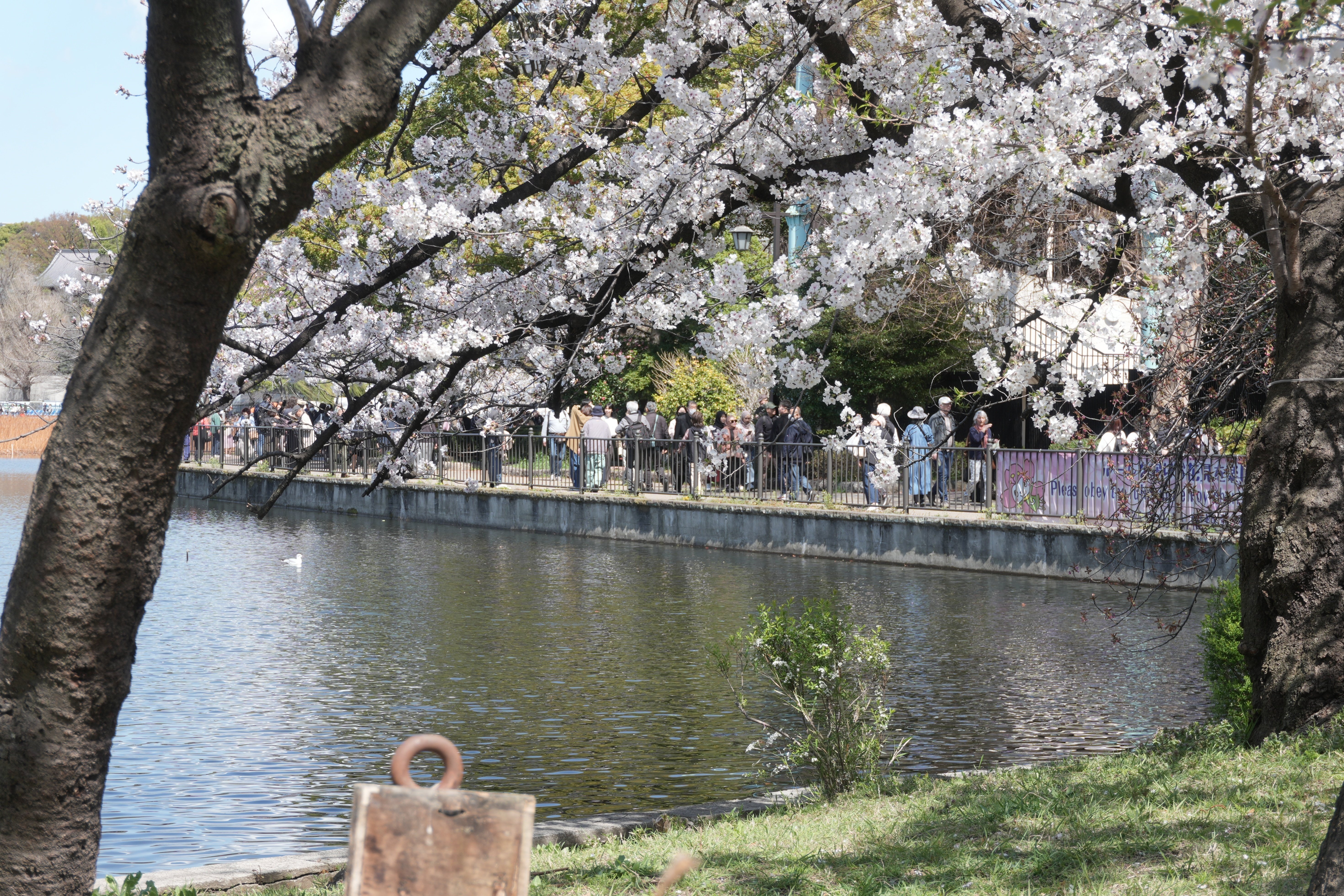 混雑嫌いな散歩好き必見】あえて「桜のピーク」を外す上野公園の歩き方