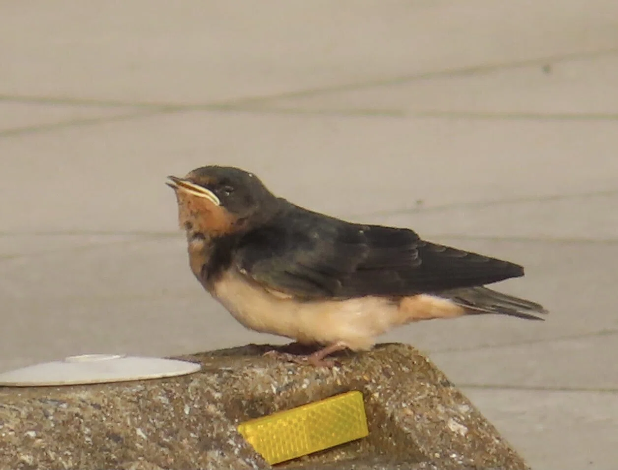 鳥の句養物語 命の羽ばたき編｜恵勇