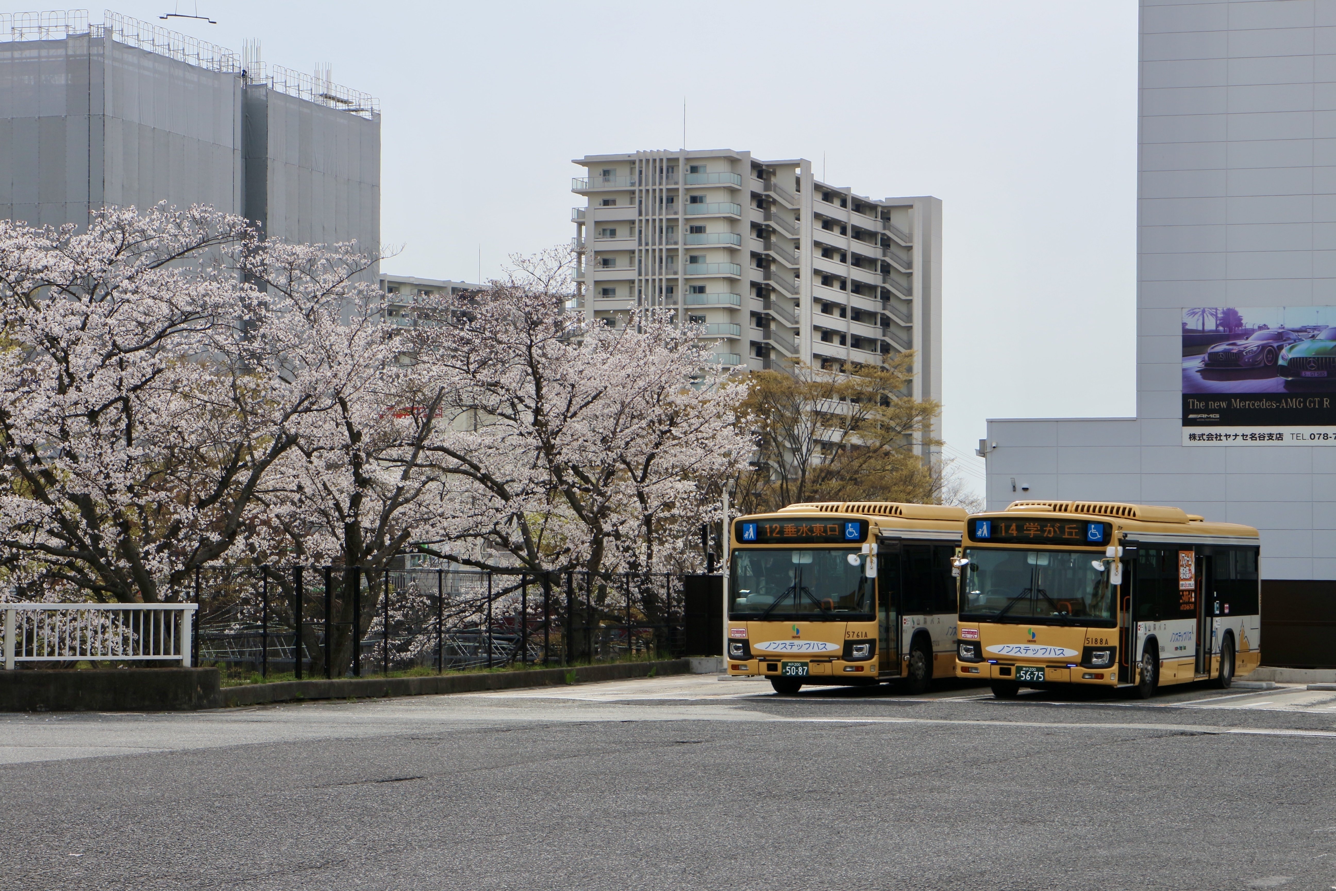 山陽バス】名谷駅バスターミナルの桜2025と「tete名谷」南ゾーン