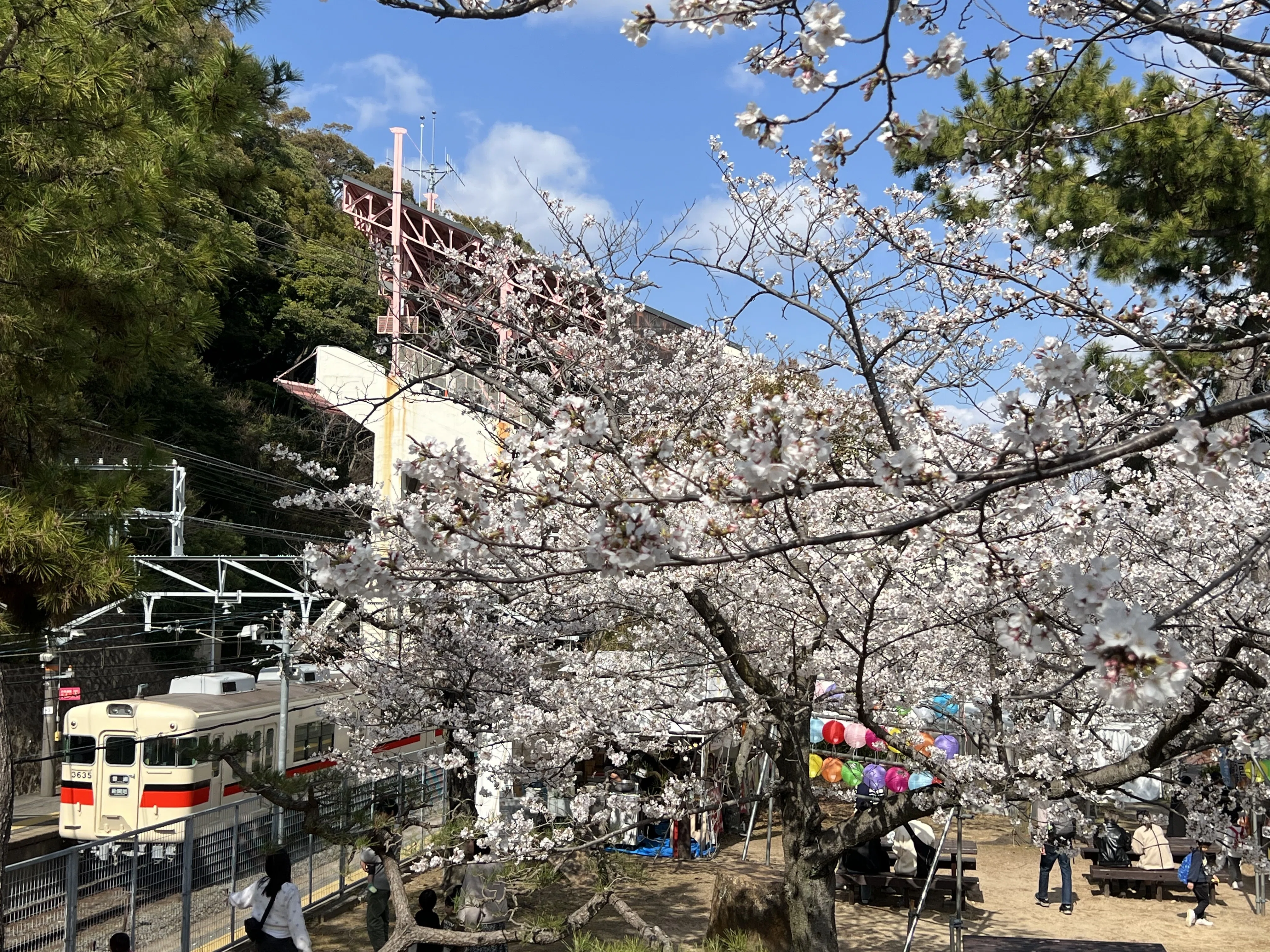 神戸・須磨浦公園の桜。｜Go Osada〈55labo:主宰〉