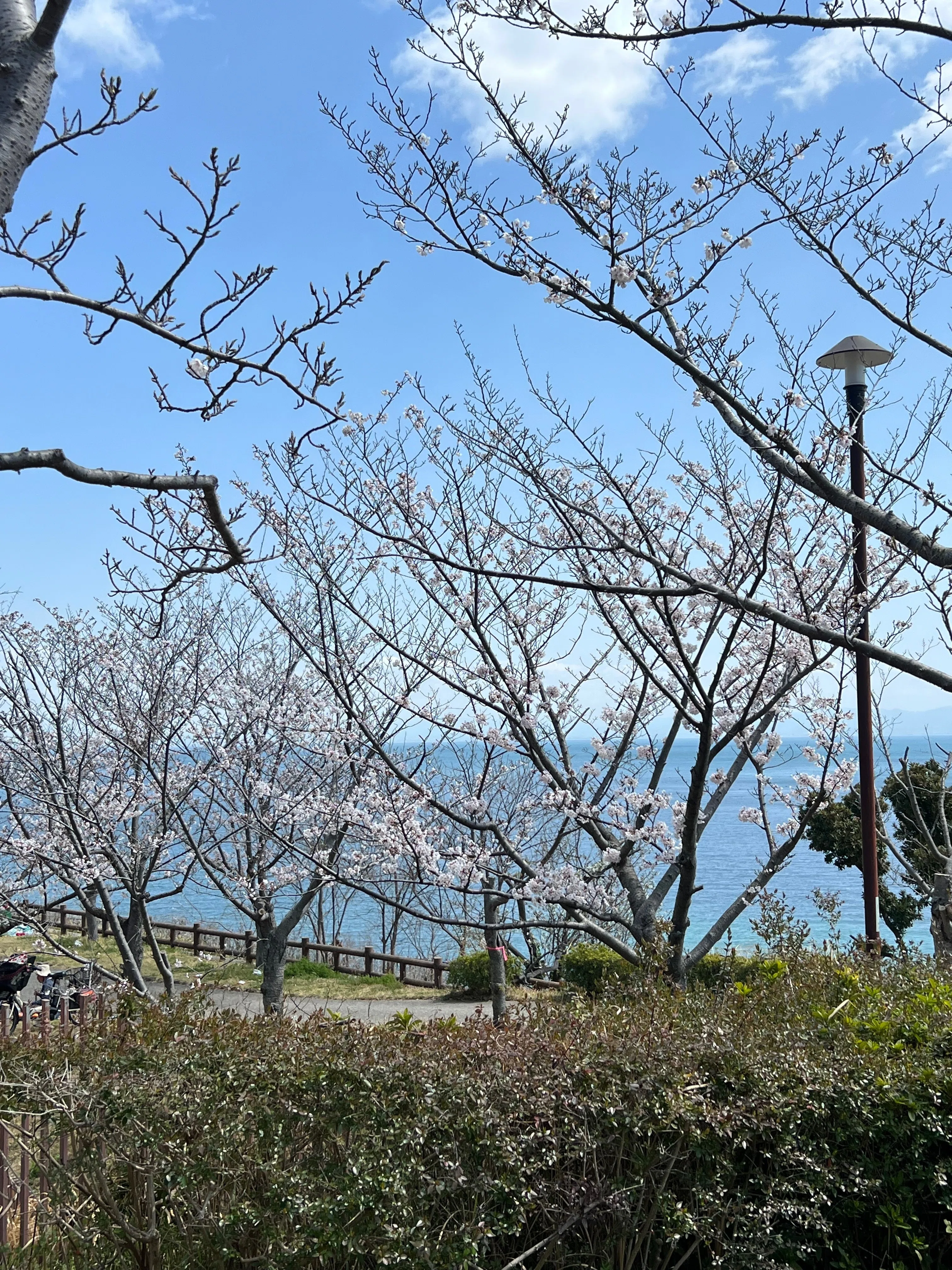 神戸・須磨浦公園の桜。｜Go Osada〈55labo:主宰〉