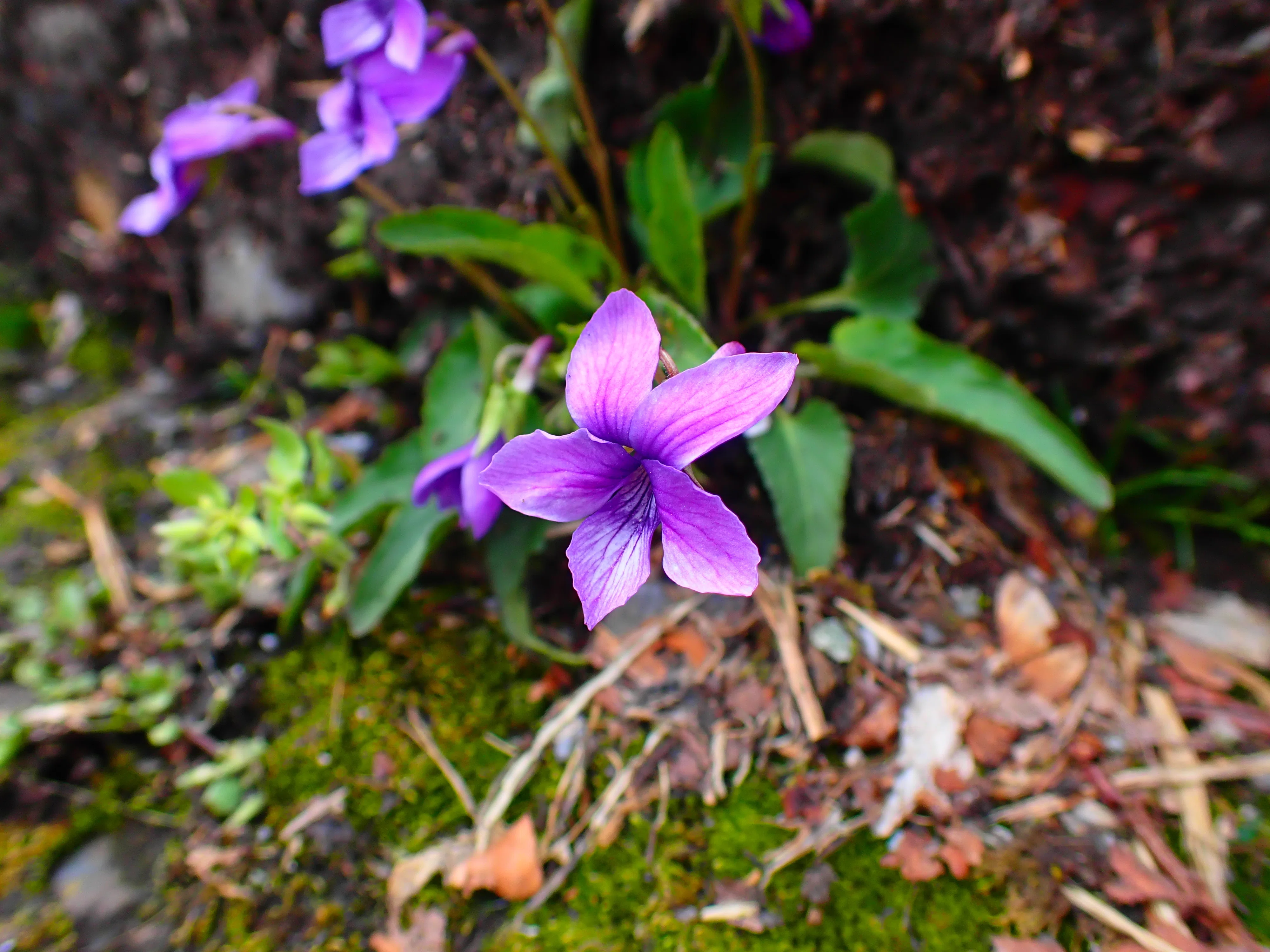 スミレの山高尾山（12） ノジスミレ Takao, the mountain of violets