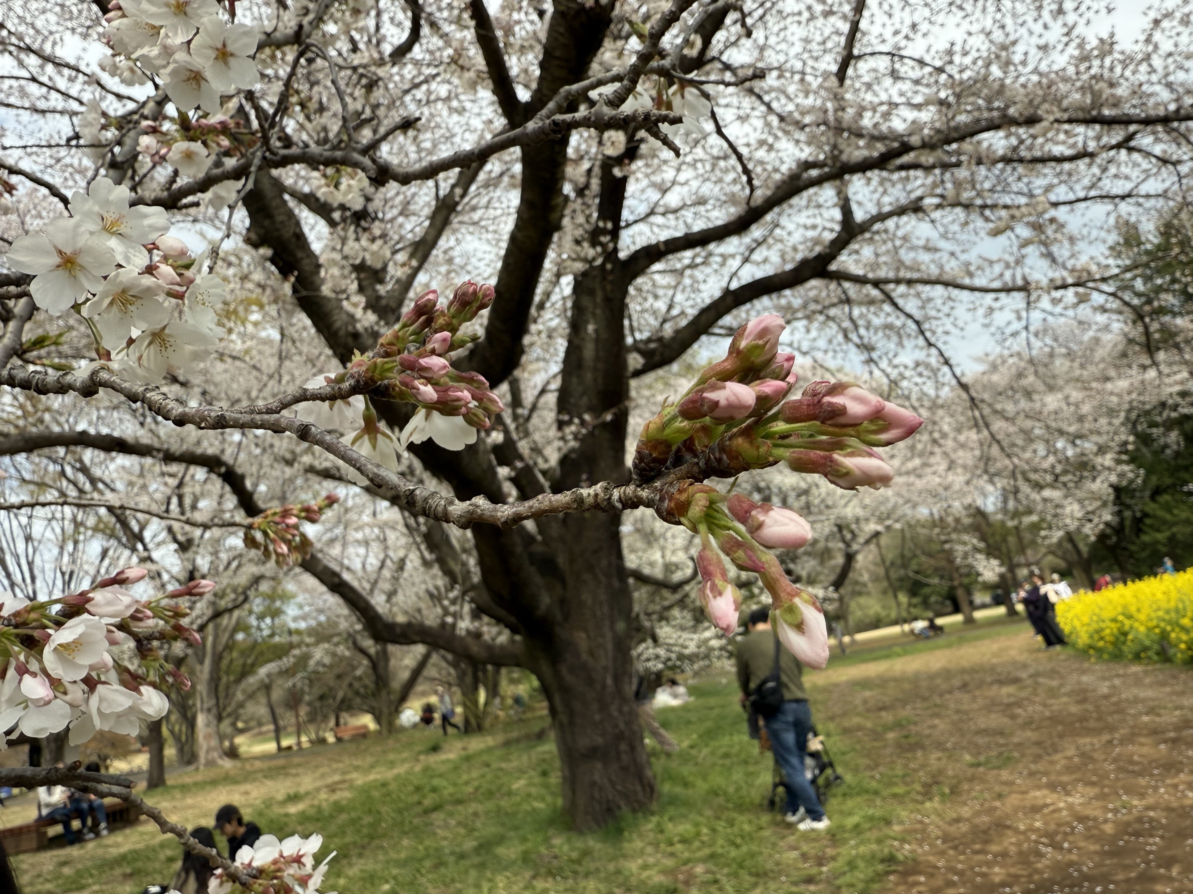 花と盆栽を見にいきました。|Grazio&Co.社長日記2.0 花と盆栽を見にいきました。|Grazio&Co.社長日記2.0