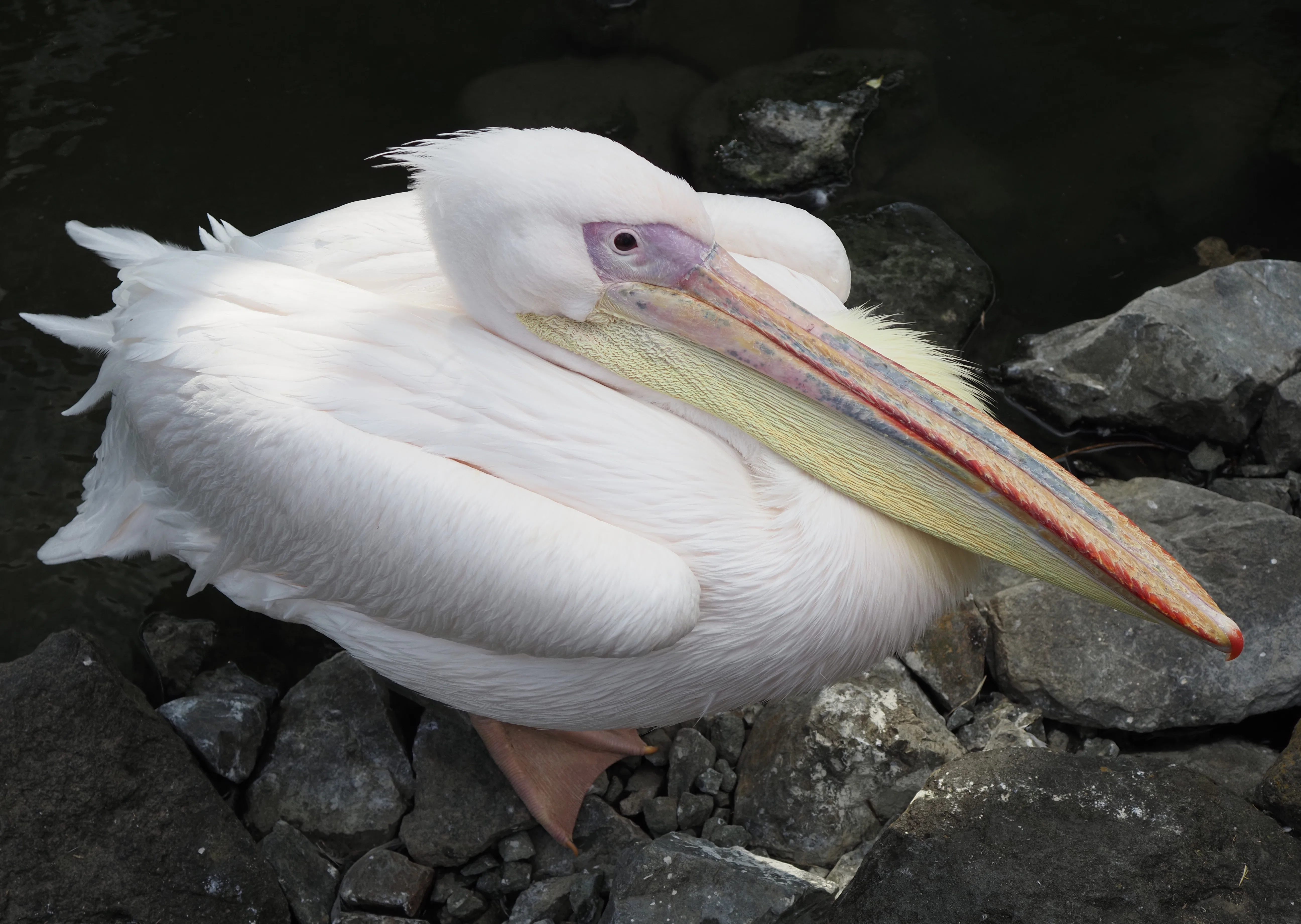 掛川花鳥園に行ってきました vol.3 水辺の鳥｜瀬戸 裕紀