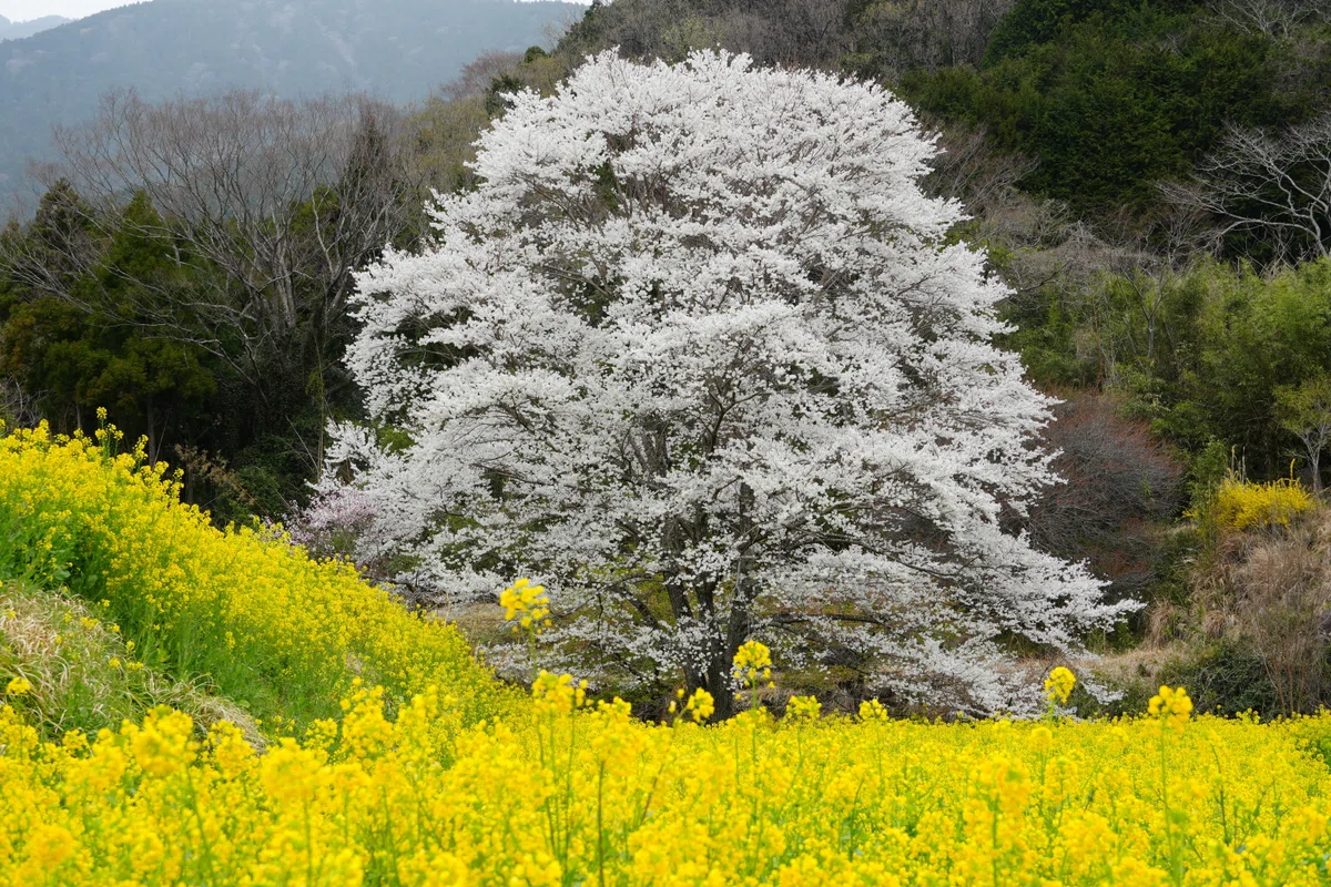2025 Hadano Cherry Blossom Scenery｜hyotan