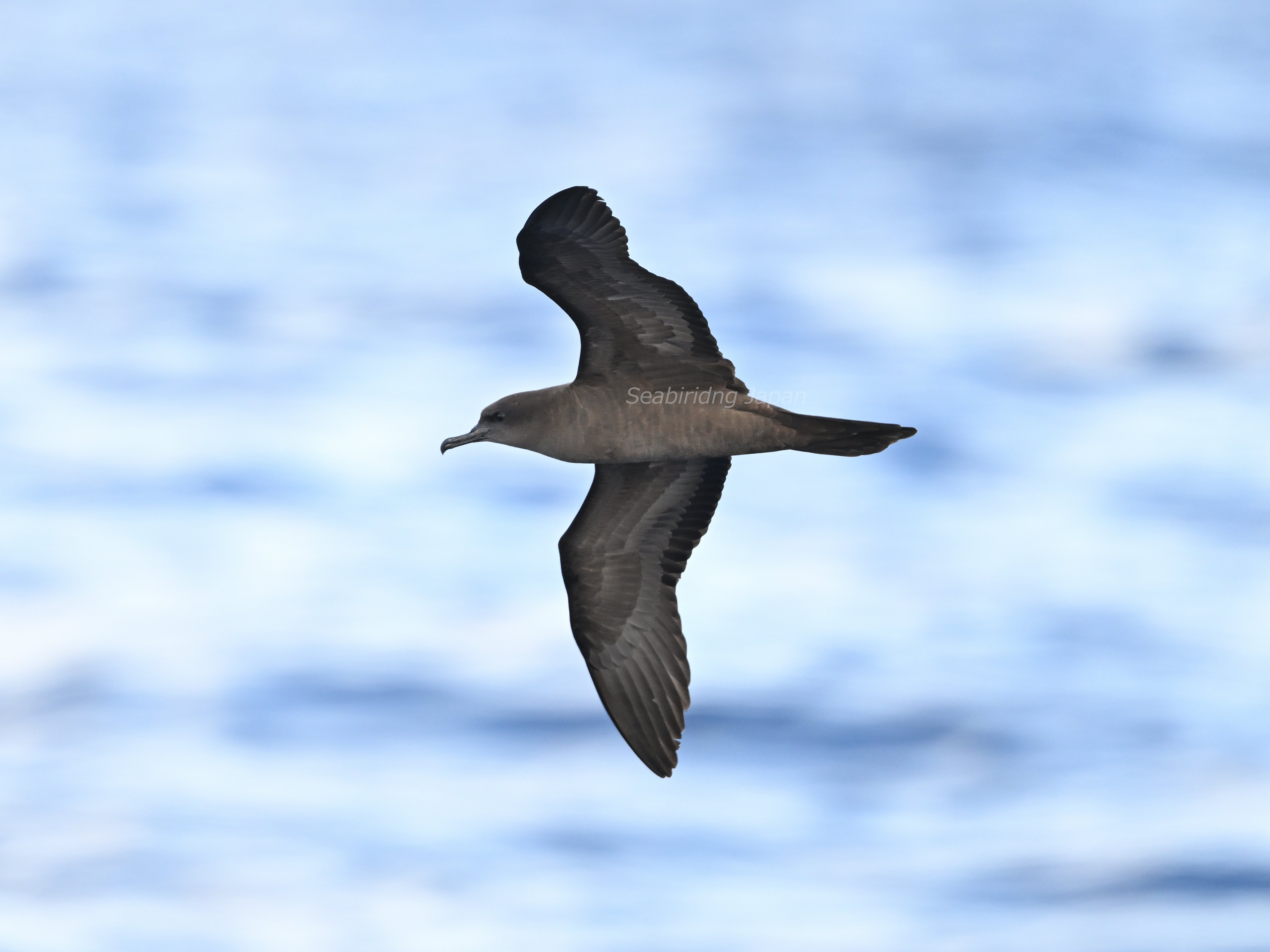ゴールドコーストの沖200km、海鳥調査！その2｜のいまん