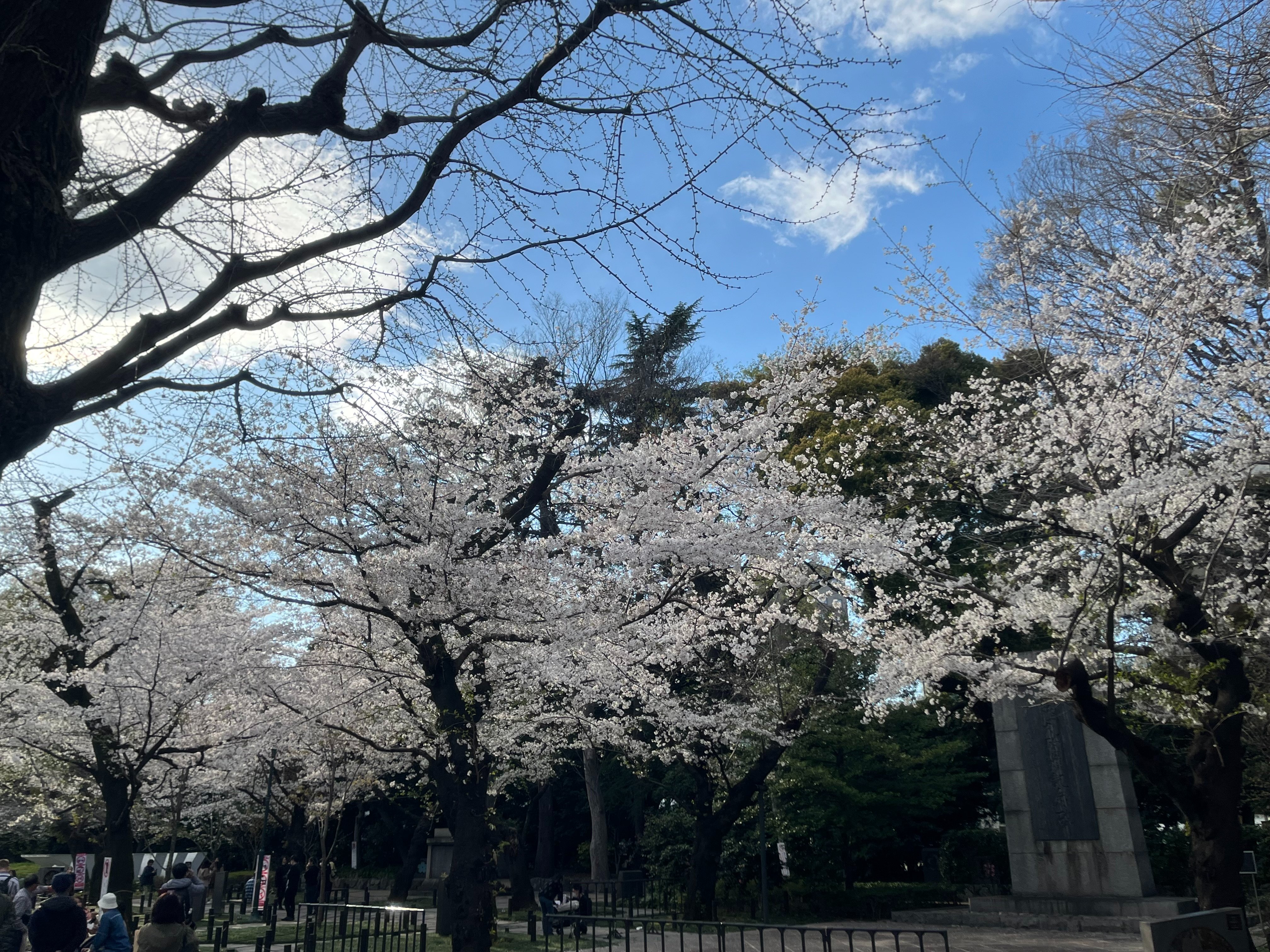 菊に桜　朱塗三ツ盃　靖国神社 菊に桜 朱塗三ツ盃 靖国神社 酒器 - メルカリ