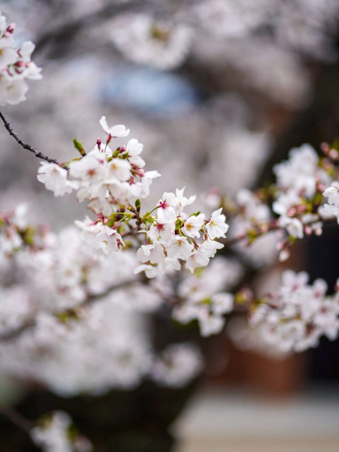 良い写真について深く考えてみよう。2025年桜撮影編｜名古屋一眼レフ