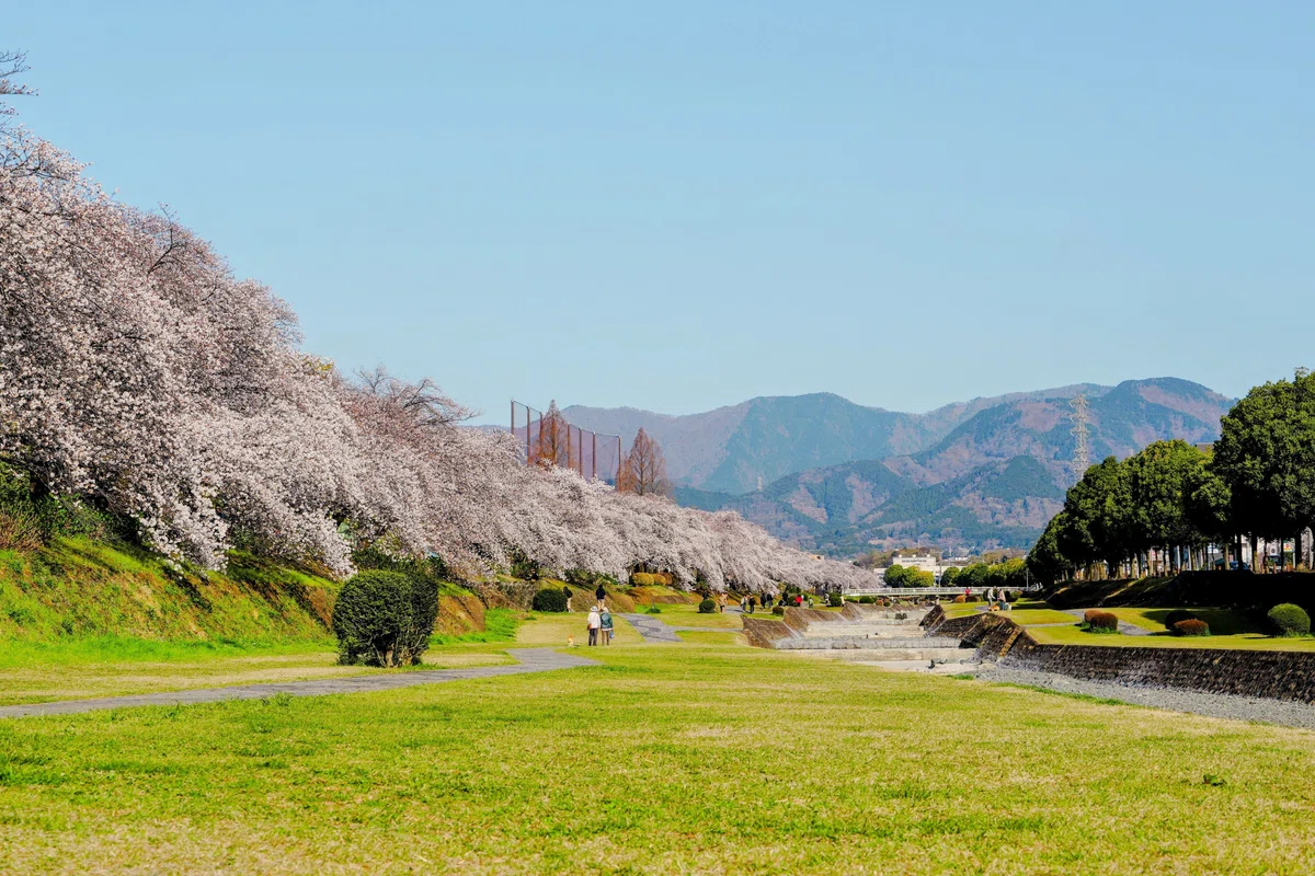 2025 Hadano Cherry Blossom Scenery｜hyotan