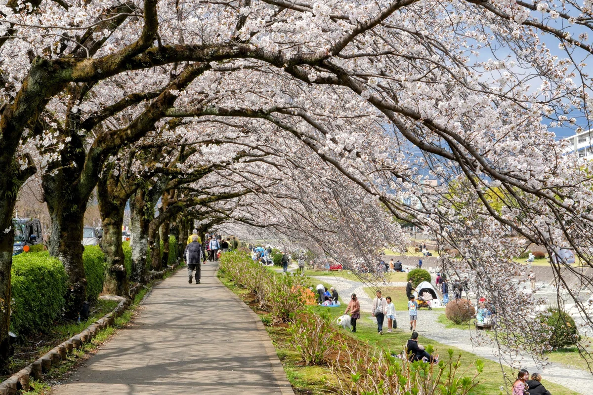 2025 Hadano Cherry Blossom Scenery｜hyotan