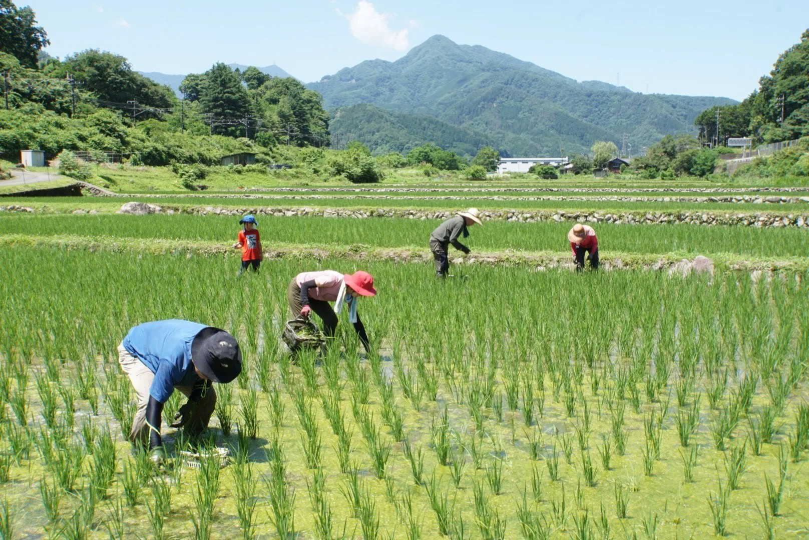 田んぼ　農業　ころがし 田んぼのあそび場～ころがしを使って草取り編～ – あさはた緑地