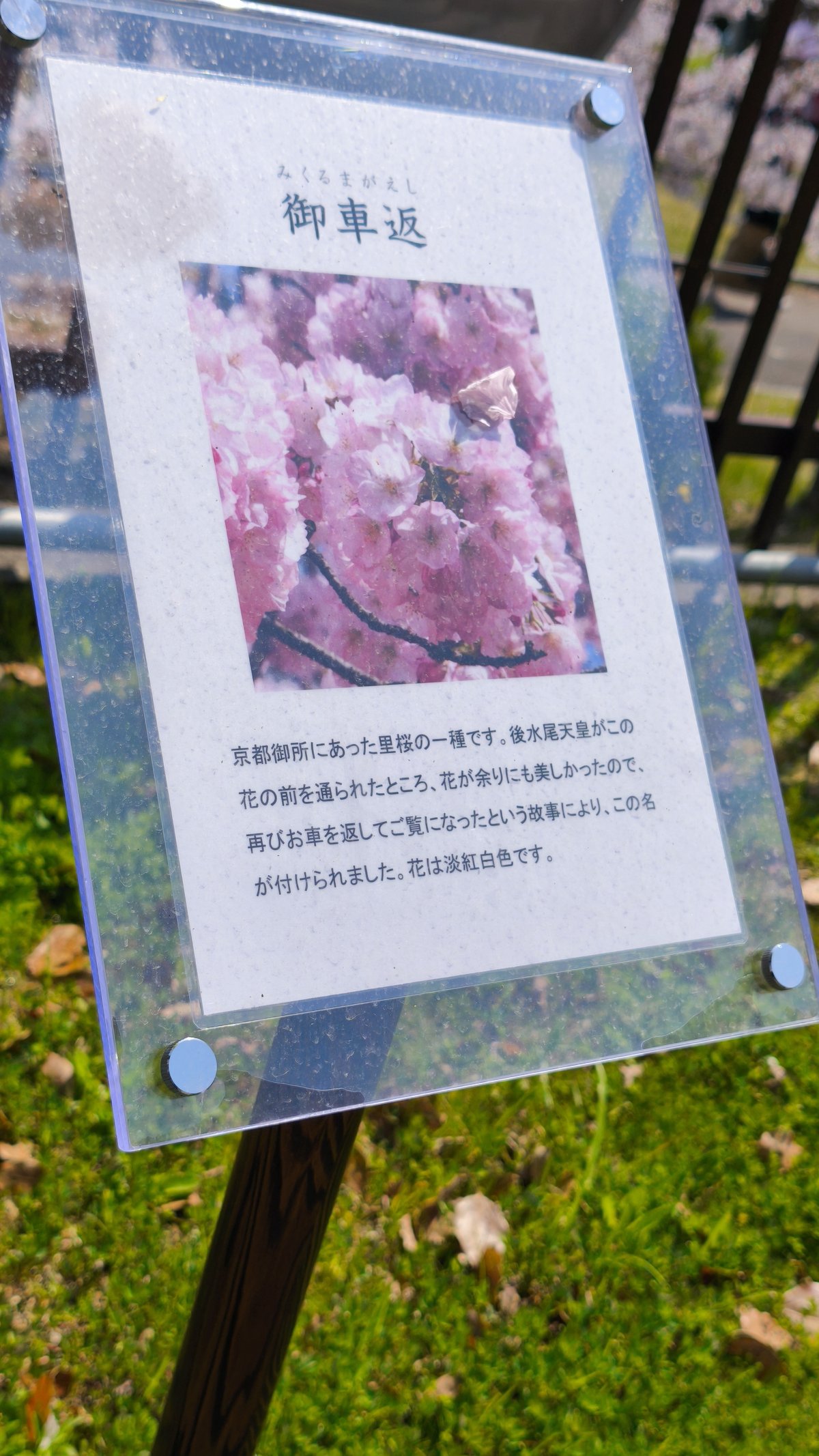 勝手に選ぶ！造幣局の桜の通り抜けベスト5】と＋α｜熱帯魚BAR「CHLO」（クロ）:店主