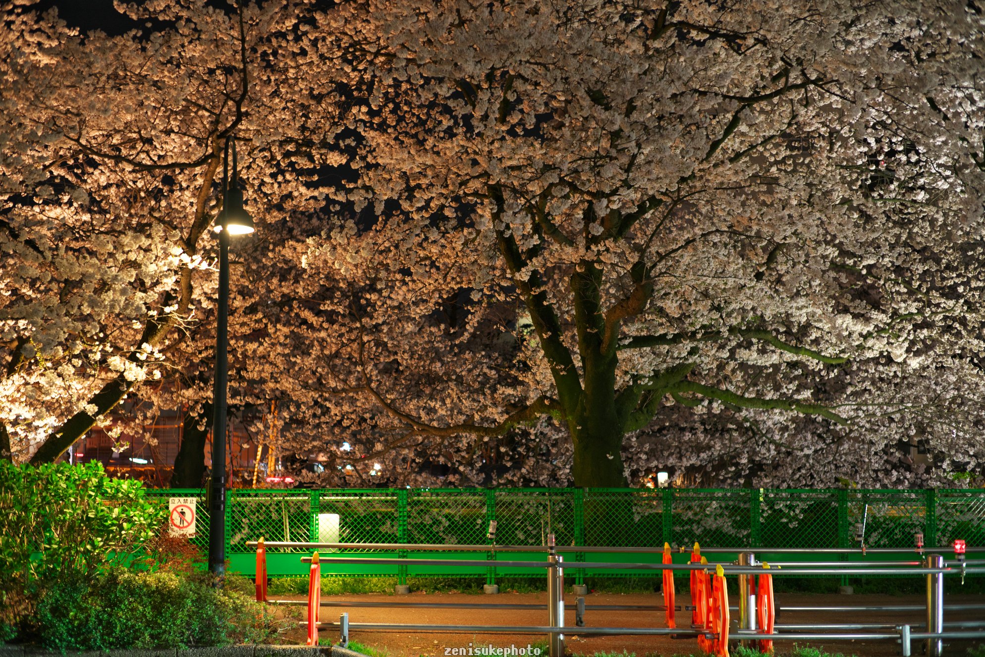 夜桜撮影の苦手意識｜銭祐