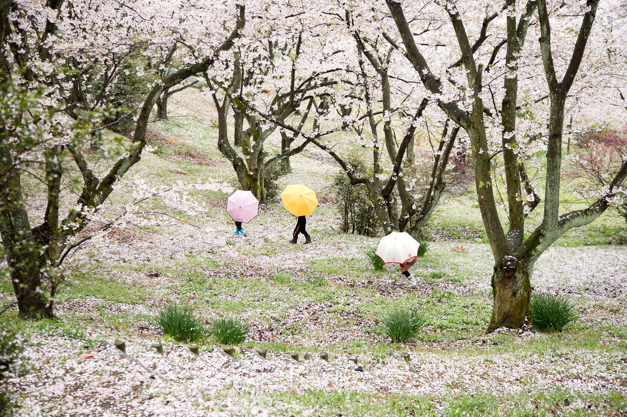 桜の絨毯｜しまなみフォトライフ